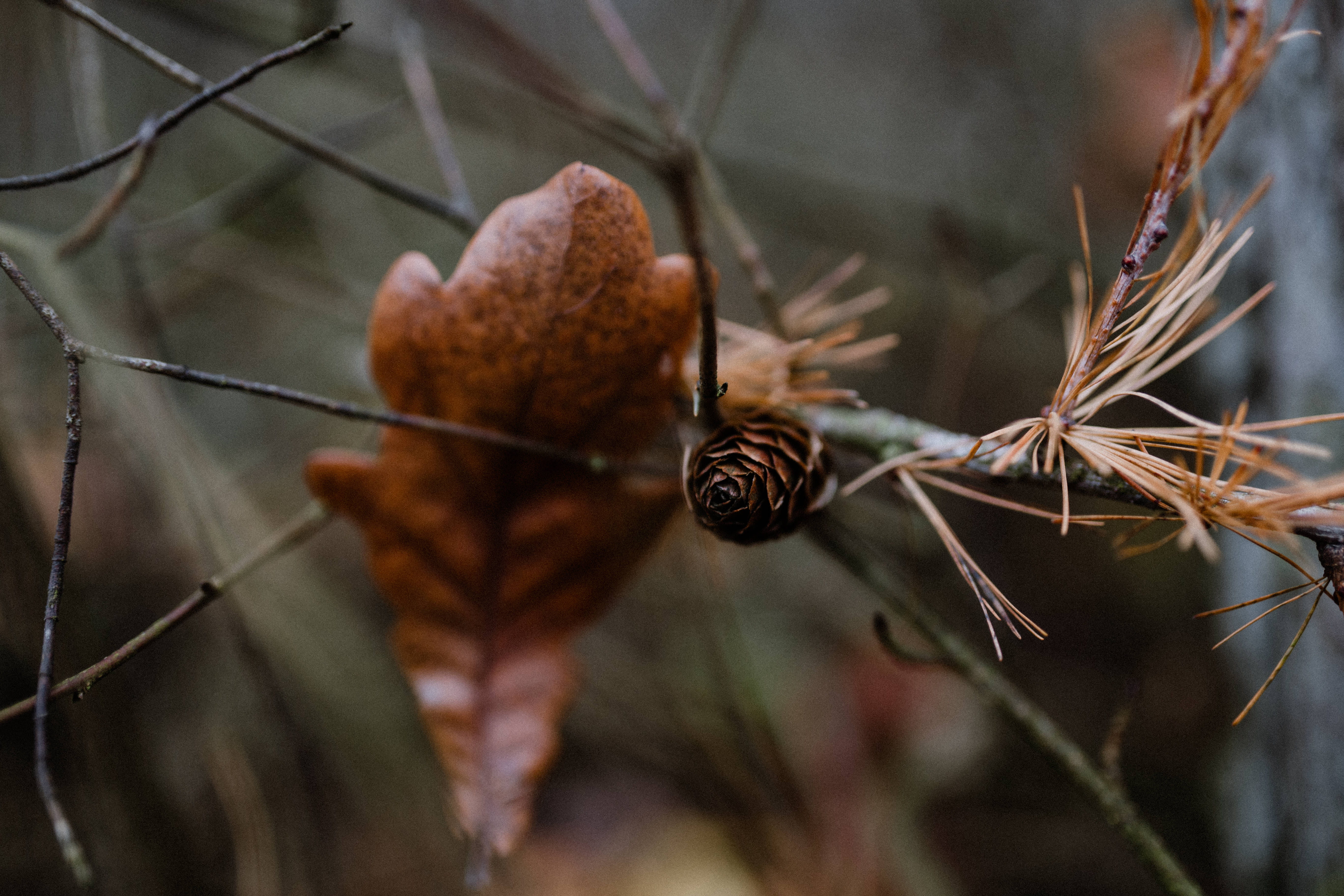 plant, food, growth, weather, day, close-up, dry, focus on foreground, leaf, 5K, forest, no people, november, invertebrate, selective focus, fruit, nature, HD Wallpaper