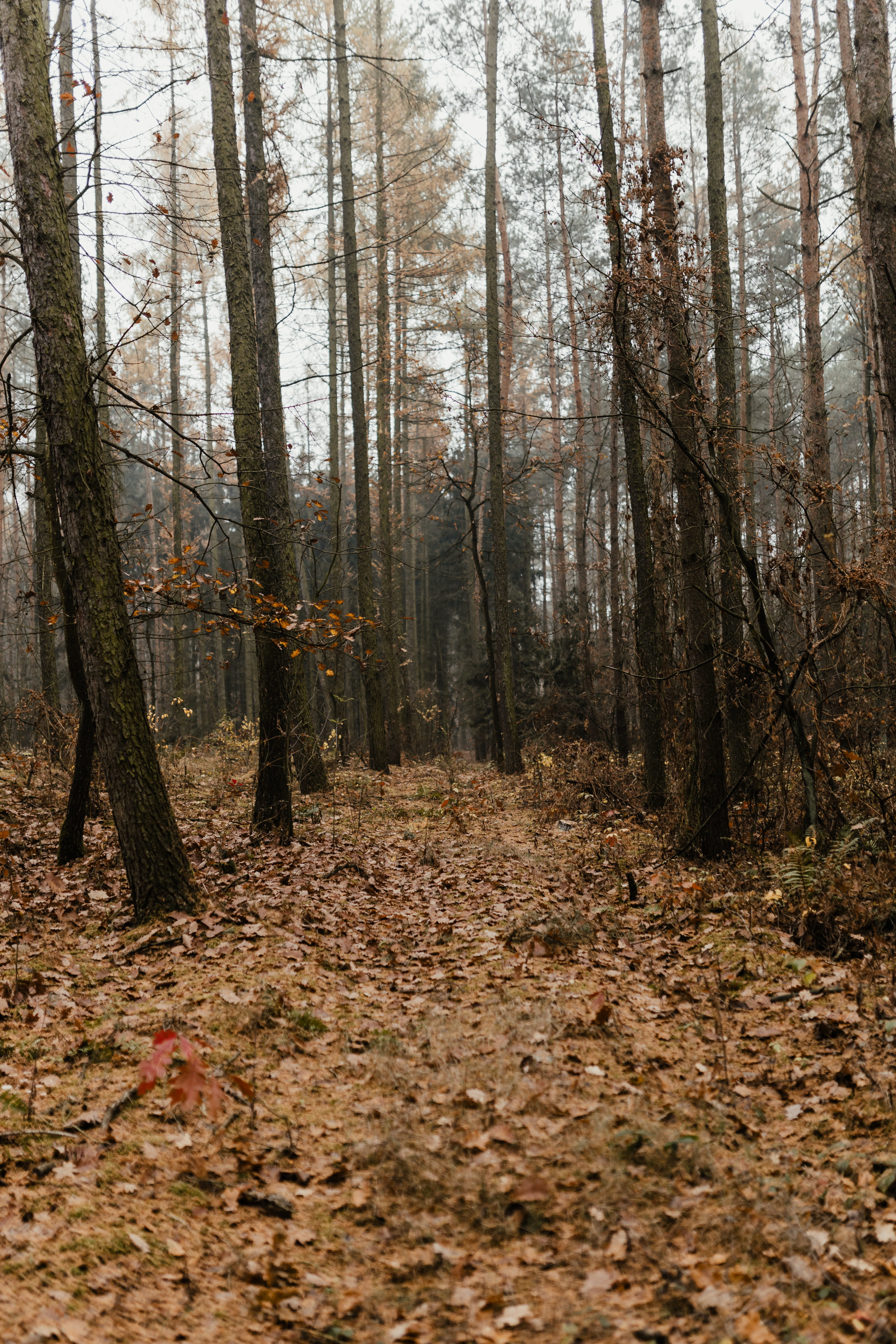 fog, autumn, woodland, day, tree trunk, plant part, tree, outdoors, no people, land, change, growth, plant, messy, non-urban scene, leaves, november, nature, Phone HD Wallpaper