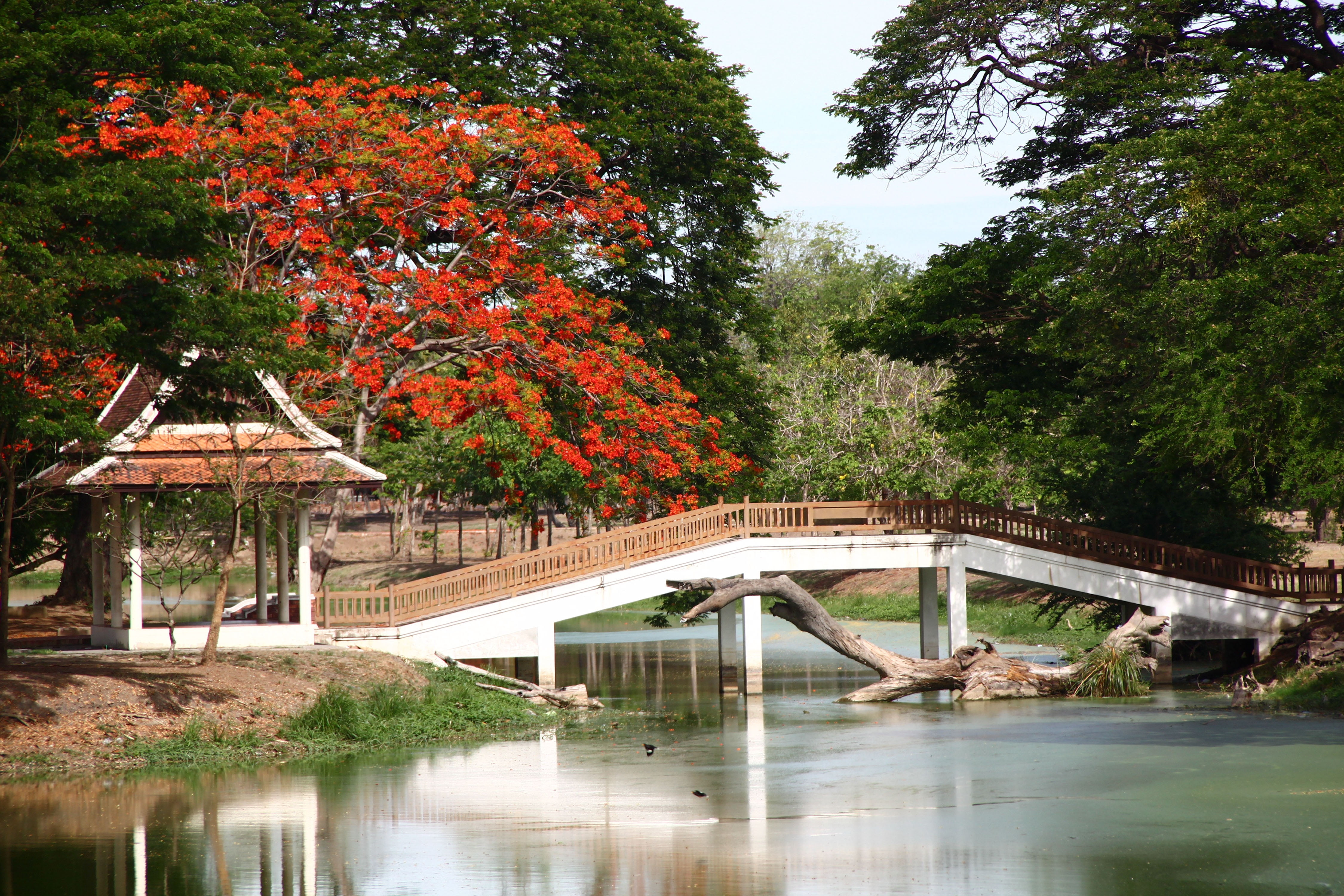 change, old, growth, outdoors, no People, connection, leaf, gazebo, reflection, japan, arbor, tree, plant, nature, brown, architecture, bridge - Man Made Structure, HD Wallpaper