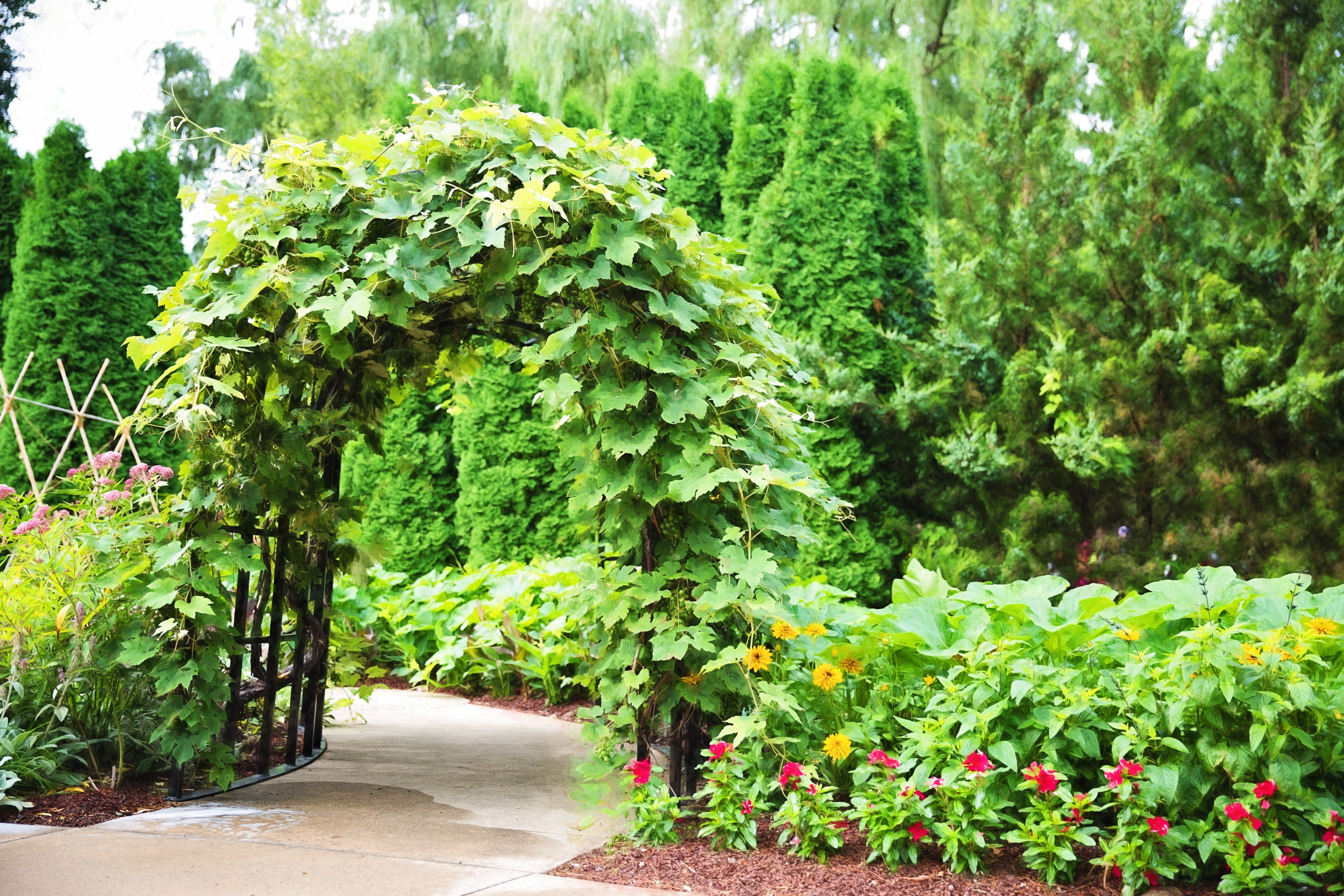 structure, tree, gardening, nature, growth, freshness, garden path, arbor, flowering plant, green Color, trellis, park, foliage, footpath, green, beauty in nature, HD Wallpaper