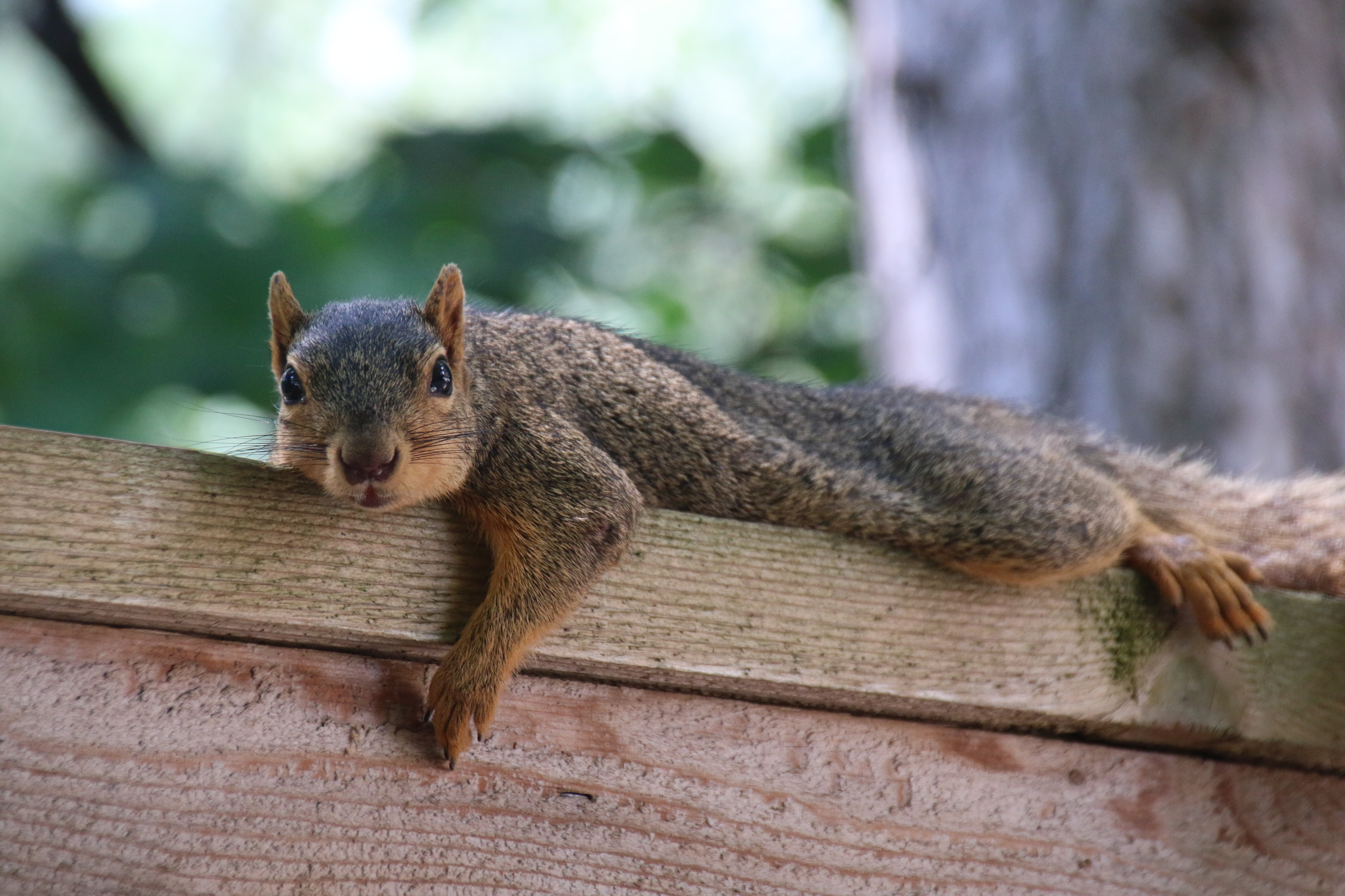 squirrel, Eating, Summer, ann, Campus  University, Squirrels, brown, board, Blue, wooden, arbor, Peanut, Hot, Ann Arbor  Michigan, Pancake, Animal, 30th, HD Wallpaper