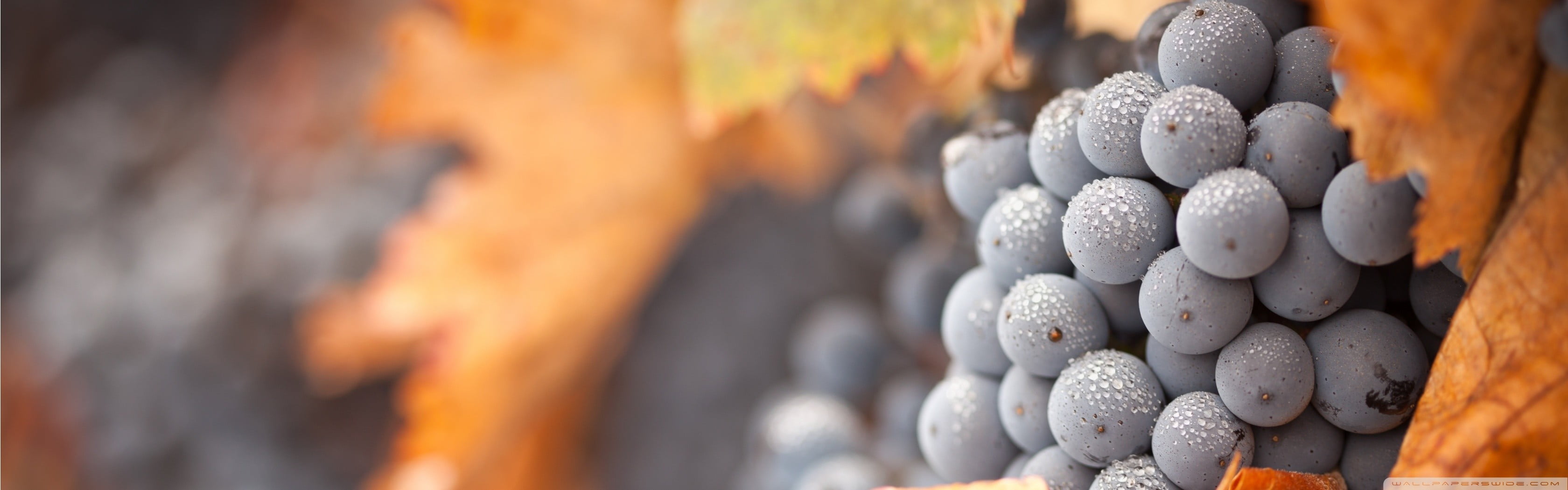 food, no people, flame, orange color, close-up, heat - temperature, coal, 2K, grapes, nature, abundance, fire, large group of objects, berries, burning, HD Wallpaper