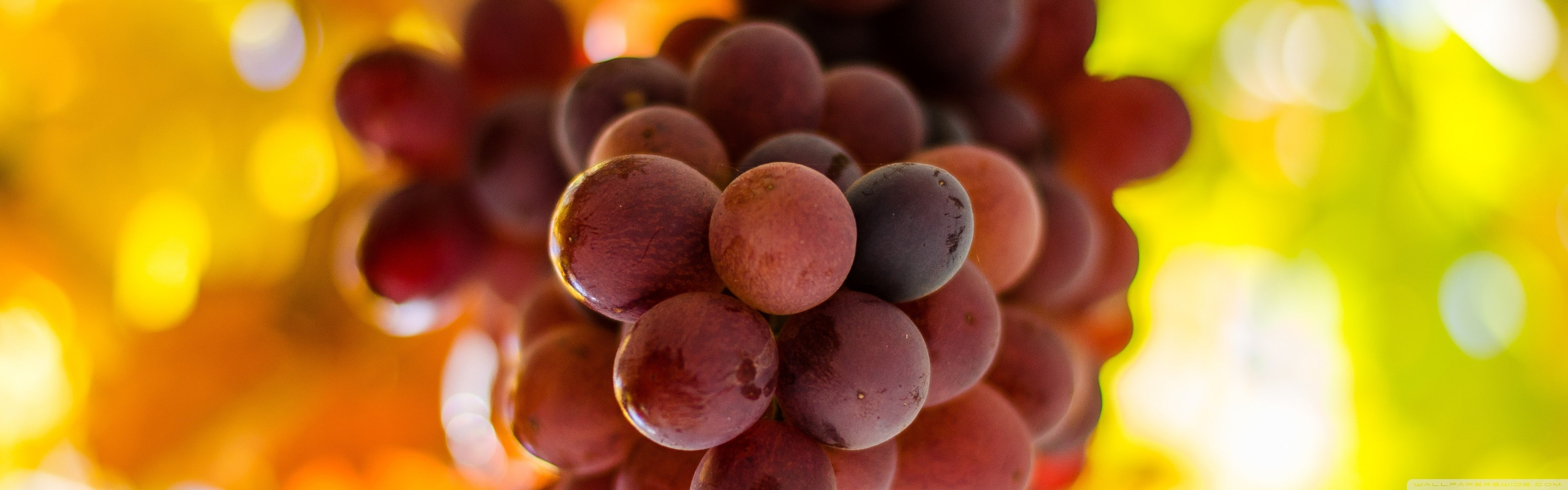 sweet food, 4K, food and drink, healthy eating, snack, food, no people, outdoors, abundance, freshness, focus on foreground, grapes, large group of objects, HD Wallpaper