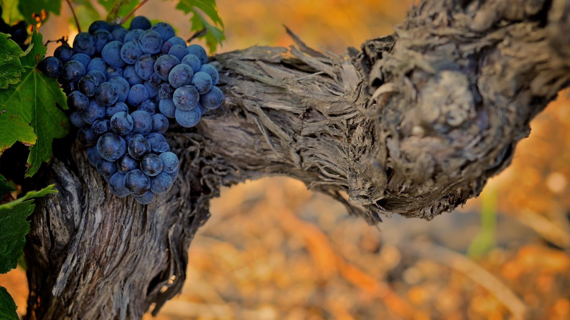 3d and abstract, vine, grapes, purple, bark, 1080P, HD Wallpaper