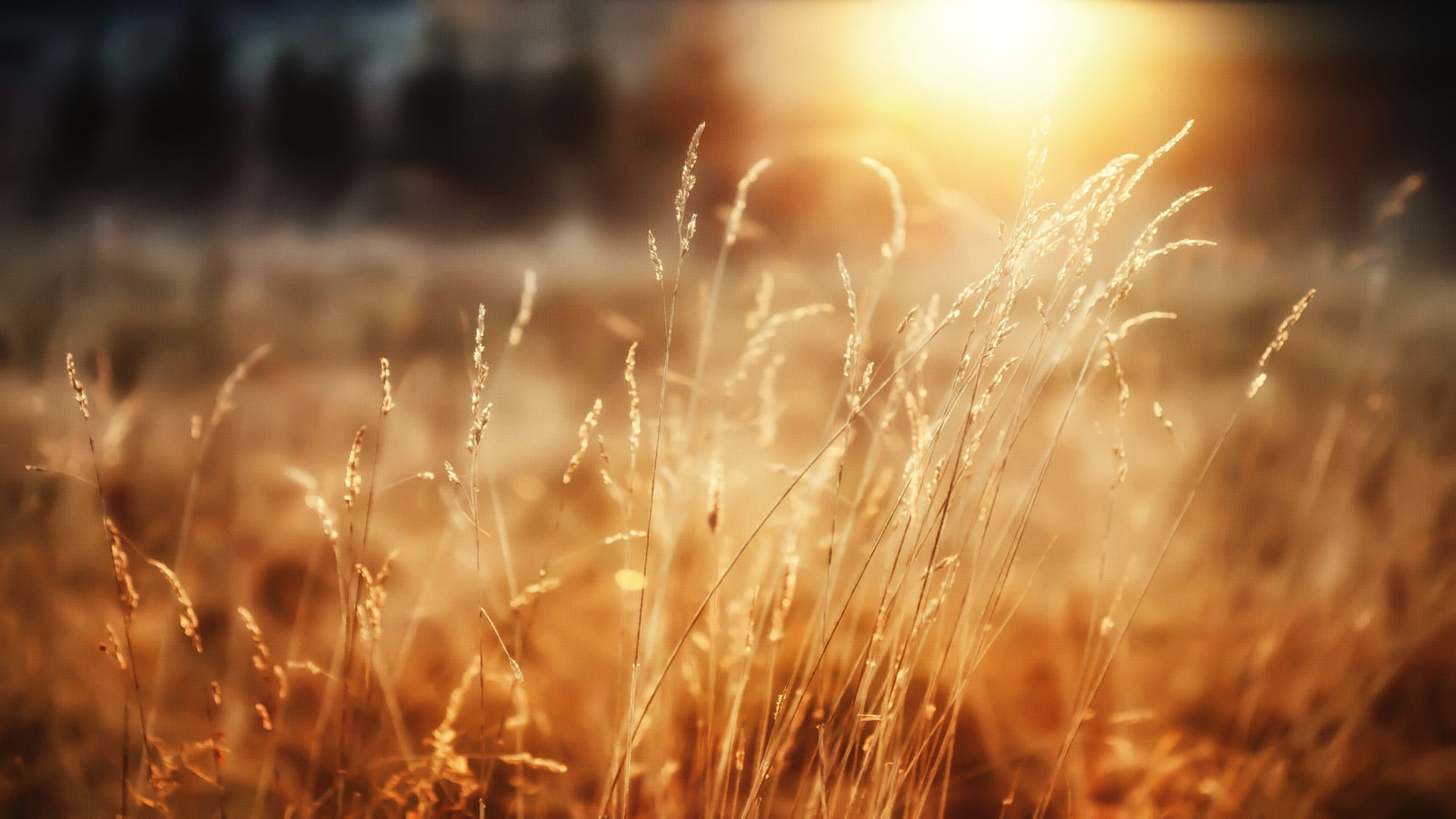 field, selective focus, sunset, agriculture, no people, bright, plants, beauty in nature, grains, grass, brown, growth, tranquility, spikelets, sun, 1080P, HD Wallpaper