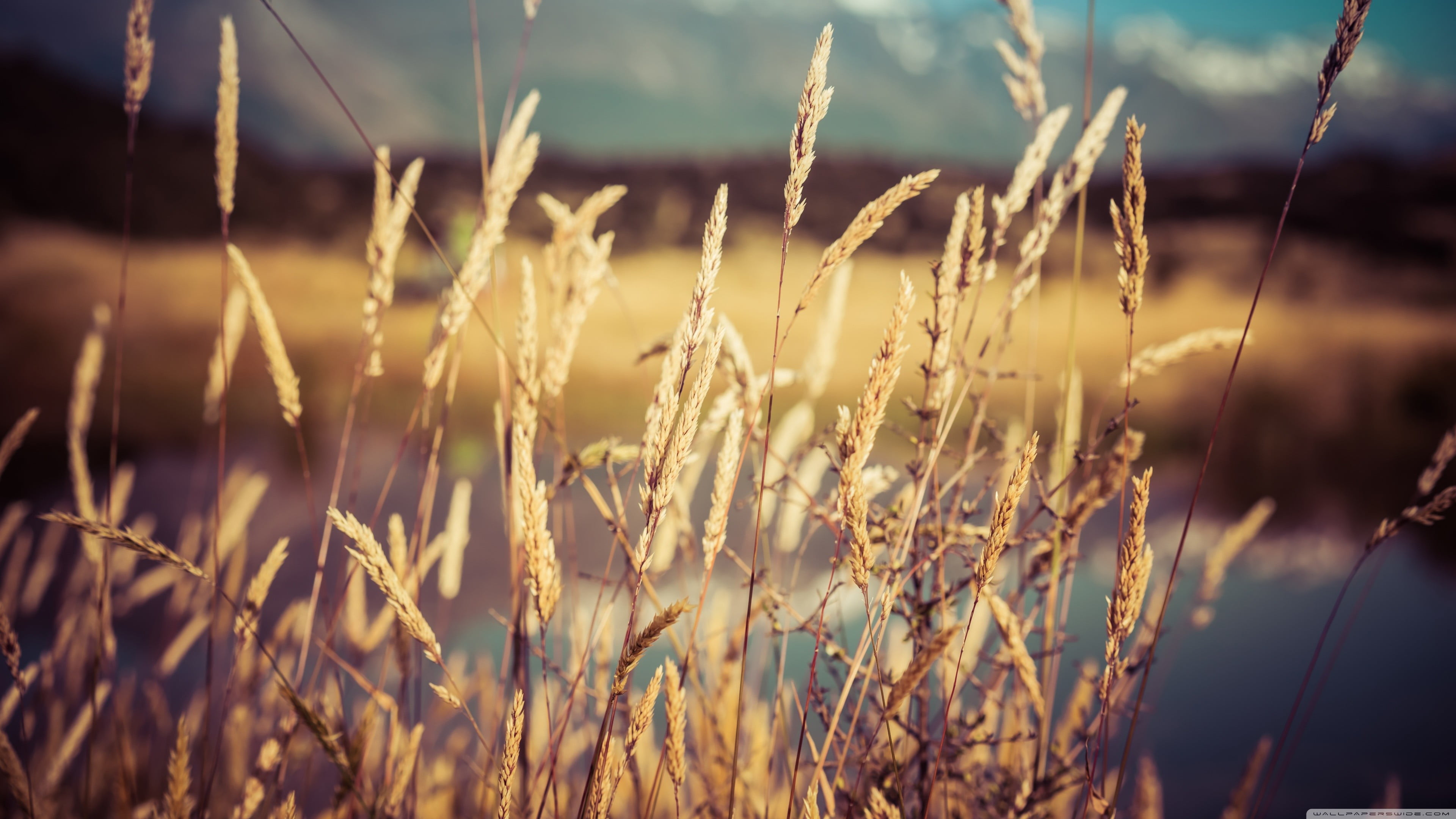 tranquility, focus on foreground, plants, 4K, gold Colored, sunrise - Dawn, crop, landscape, color Image, meadow, dry, grains, season, freshness, outdoors, HD Wallpaper