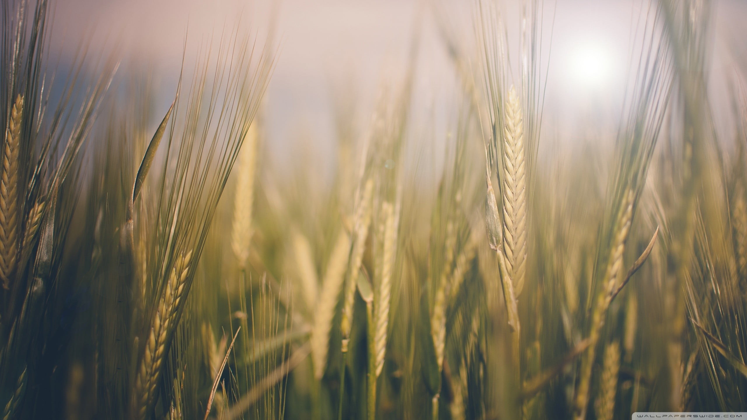 rice, bright, landscape, farm, selective focus, blue, grass, beauty In Nature, seed, freshness, vibrant Color, sun, sunrise - Dawn, summer, scenics, outdoors, HD Wallpaper