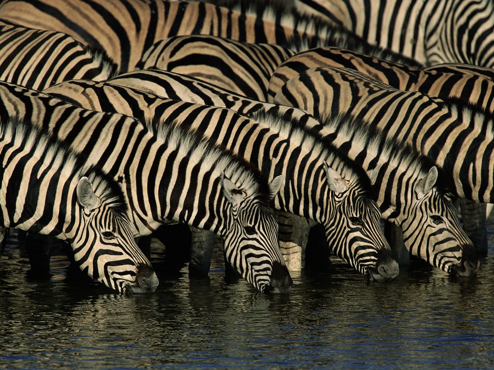 zebra, animals, 720P, herd, HD Wallpaper