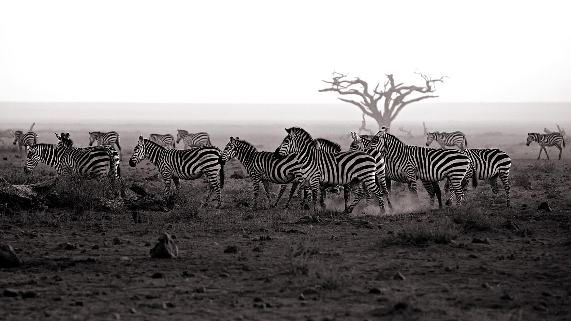 hd, animals, herd, zebra, 1080P, bw, HD Wallpaper