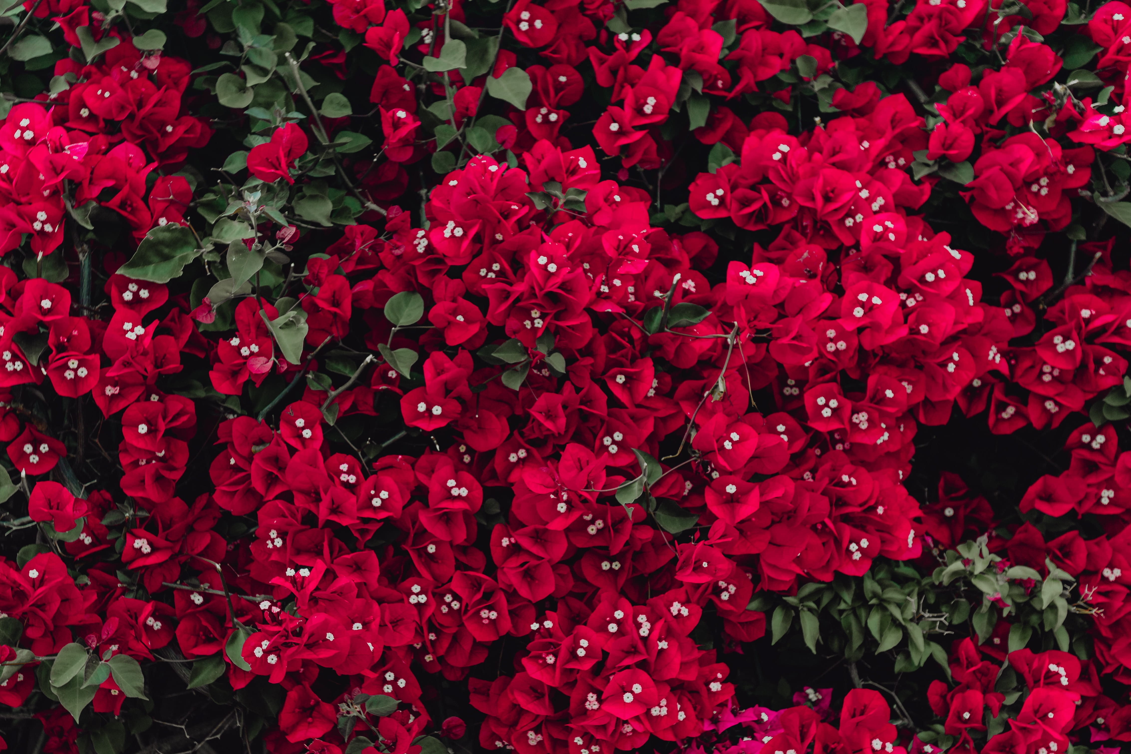 abstract, close-up, valentines day - holiday, texture, flower arrangement, bouquet, freshness, bunch of flowers, beauty in nature, portugal, large group of objects, HD Wallpaper