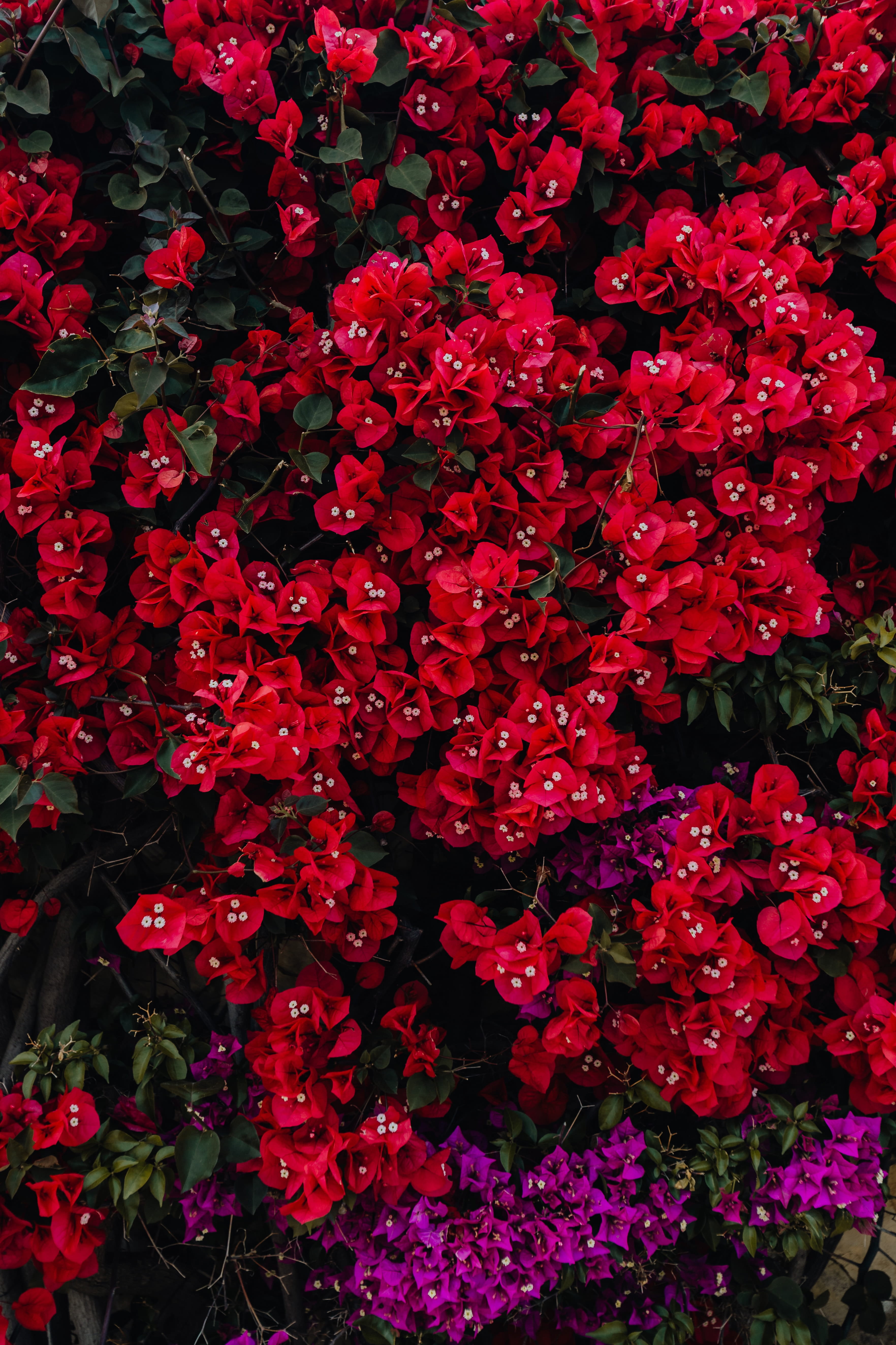 freshness, nature, high angle view, flora, background, Bougainvillea, plant, tree, blossom, blooming, red, flowers, abundance, flower, growth, close-up, Phone HD Wallpaper