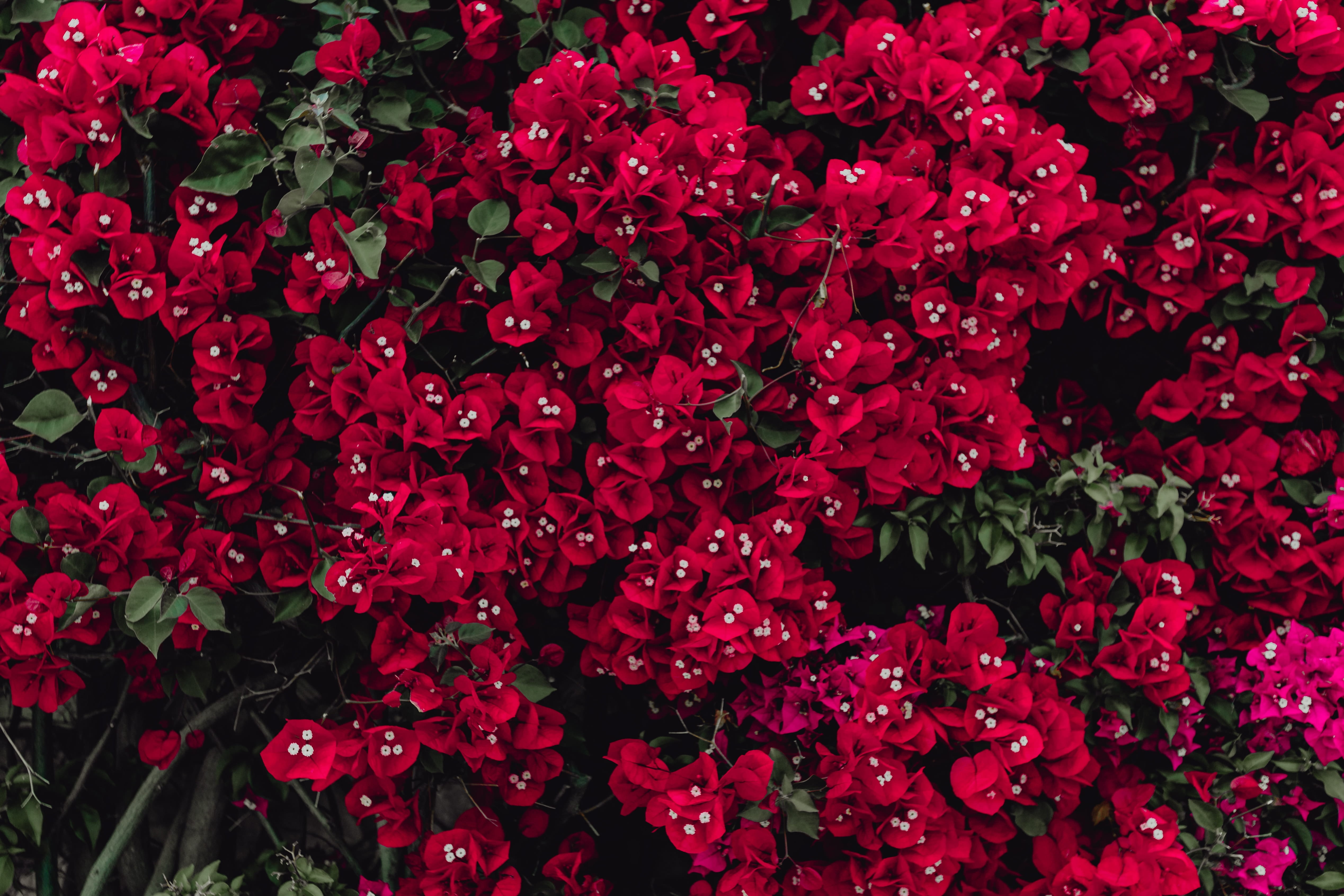 vulnerability, freshness, flowering plant, inflorescence, flower, outdoors, fragility, backgrounds, bloom, plant, close-up, abstract, growth, flower head, HD Wallpaper