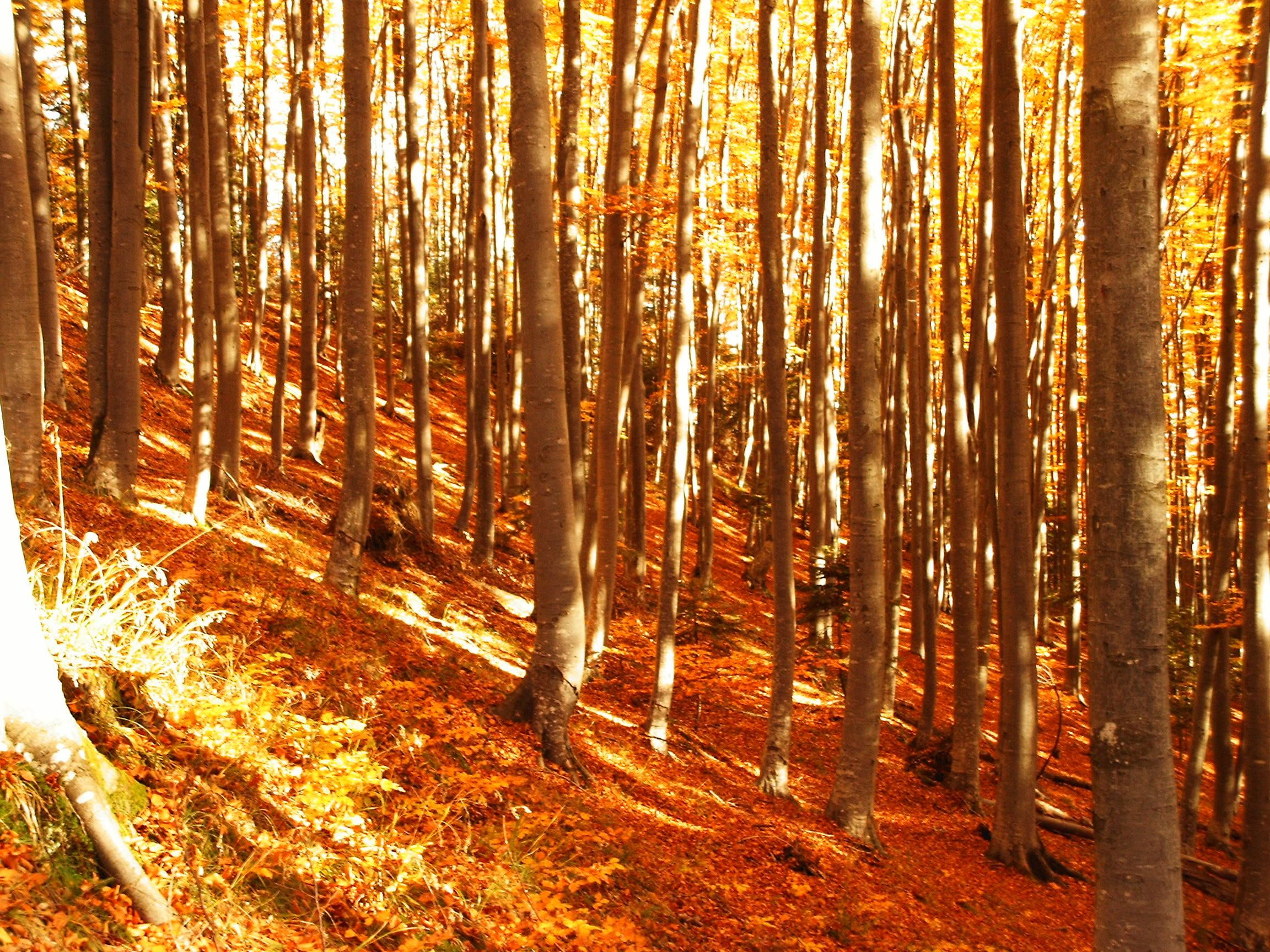 colorfull, colors, 1080P, forest, trees, 3d and abstract, autumn, HD Wallpaper