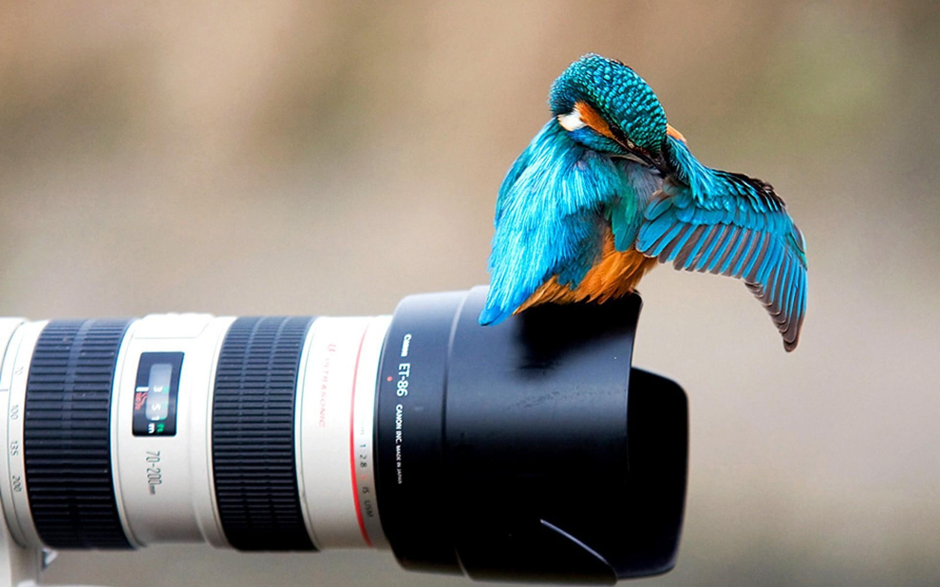 wing, photo, feathers, colors, photography, camera, bird, ready, colorfull, getting, 1080P, animal, animals, HD Wallpaper