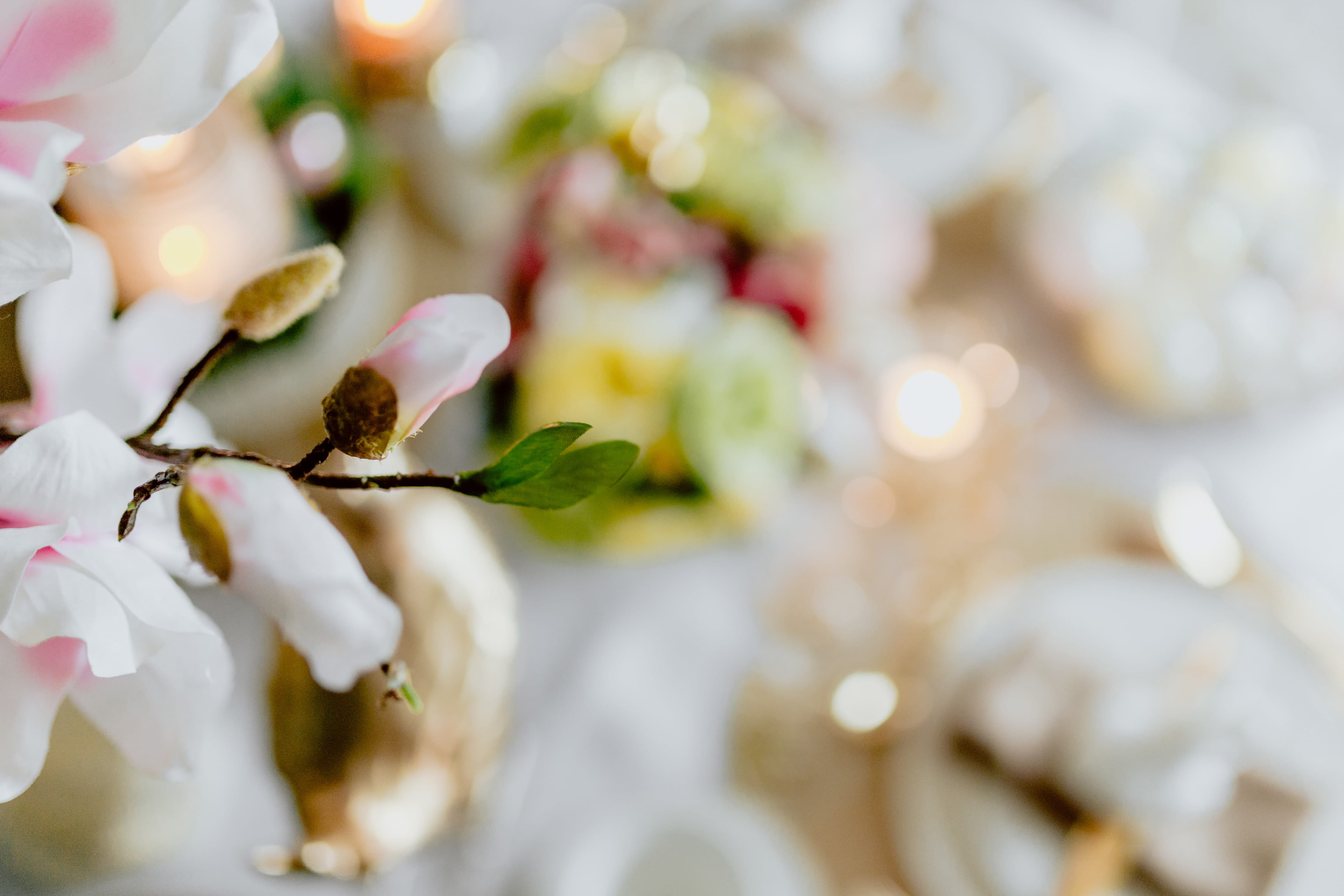 backgrounds, petal, tree, growth, springtime, spring, flowering plant, day, nature, plant, freshness, holidays, beauty in nature, food and drink, flower head, HD Wallpaper