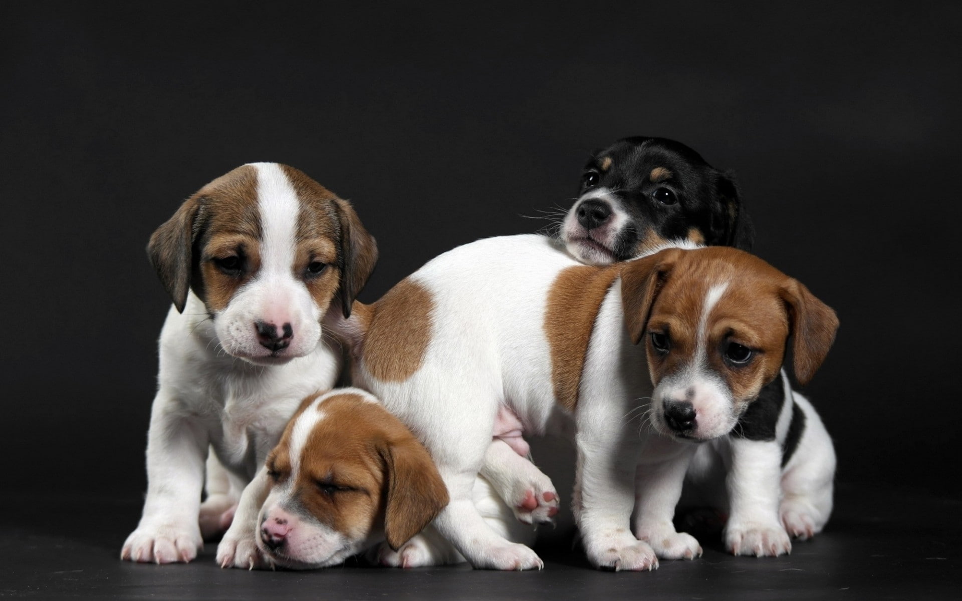 1080P, puppy, little, puppies, cute, HD Wallpaper
