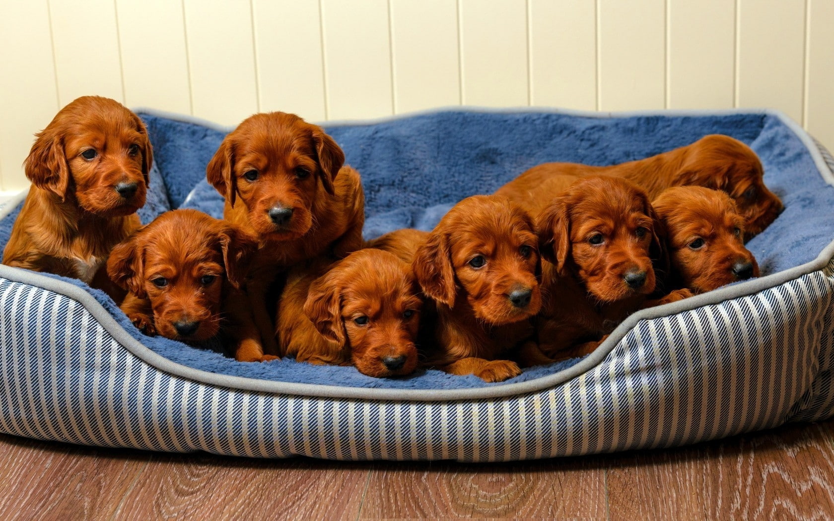 puppies, cute, puppy, brown puppies, 720P, brown, HD Wallpaper