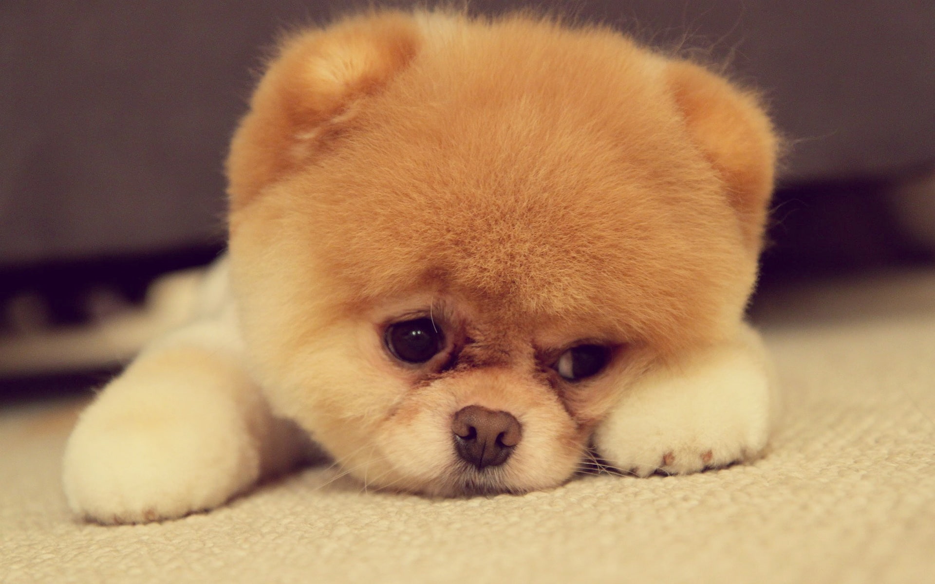 1080P, Cute, Puppy, Pomeranian, HD Wallpaper