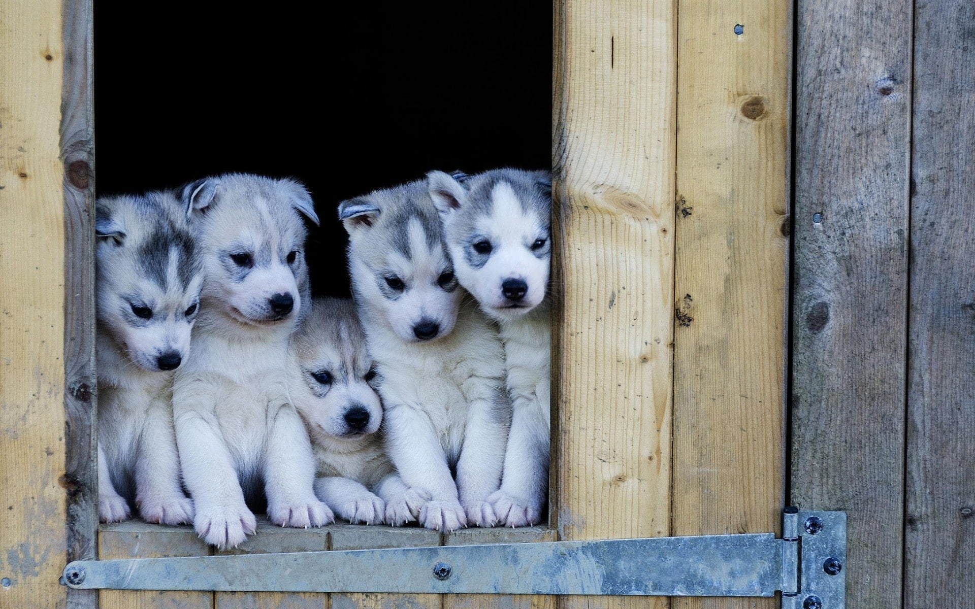 gorgeous, husky, puppies, cute, puppy, husky puppies, 1080P, HD Wallpaper