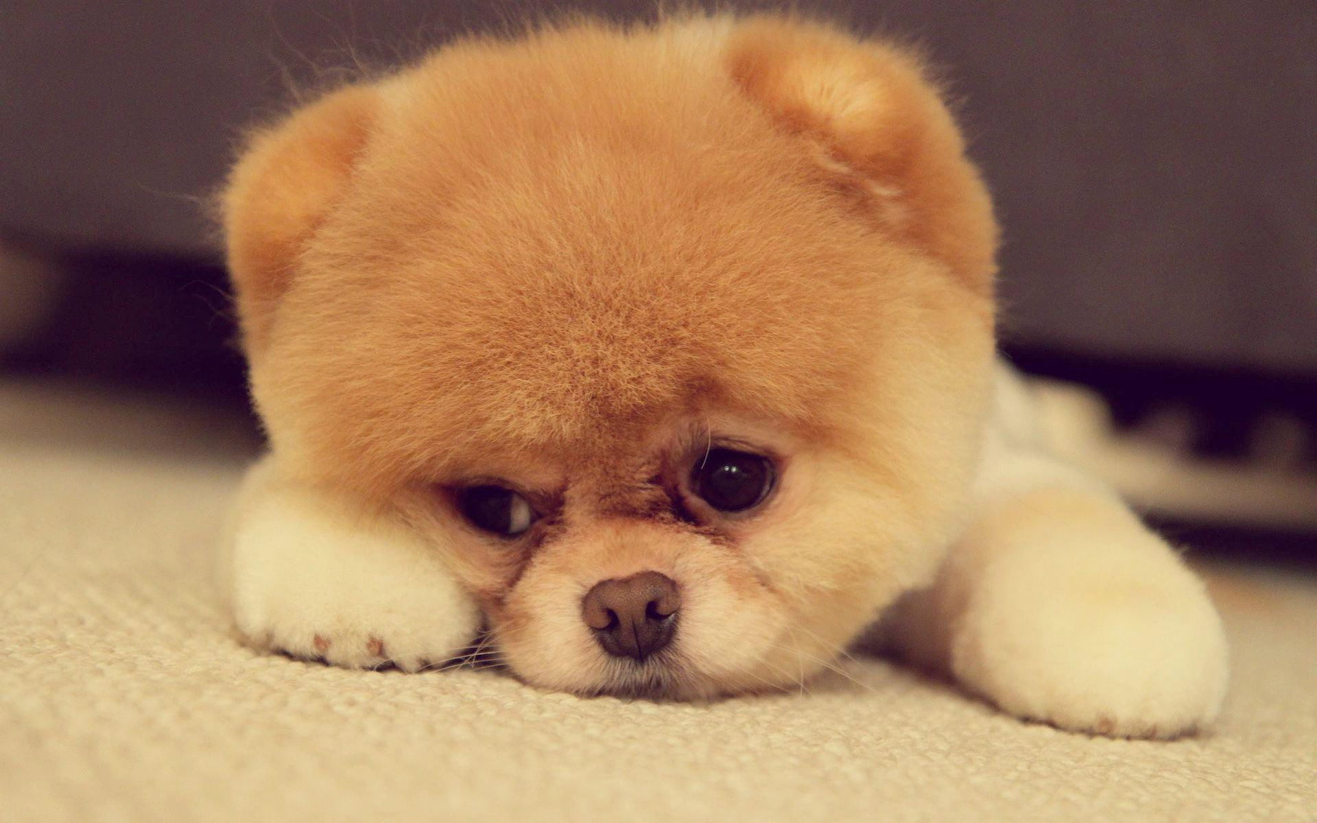 puppy, pomeranian, animals, 1080P, cute, brown, 1920x1200, floor, HD Wallpaper