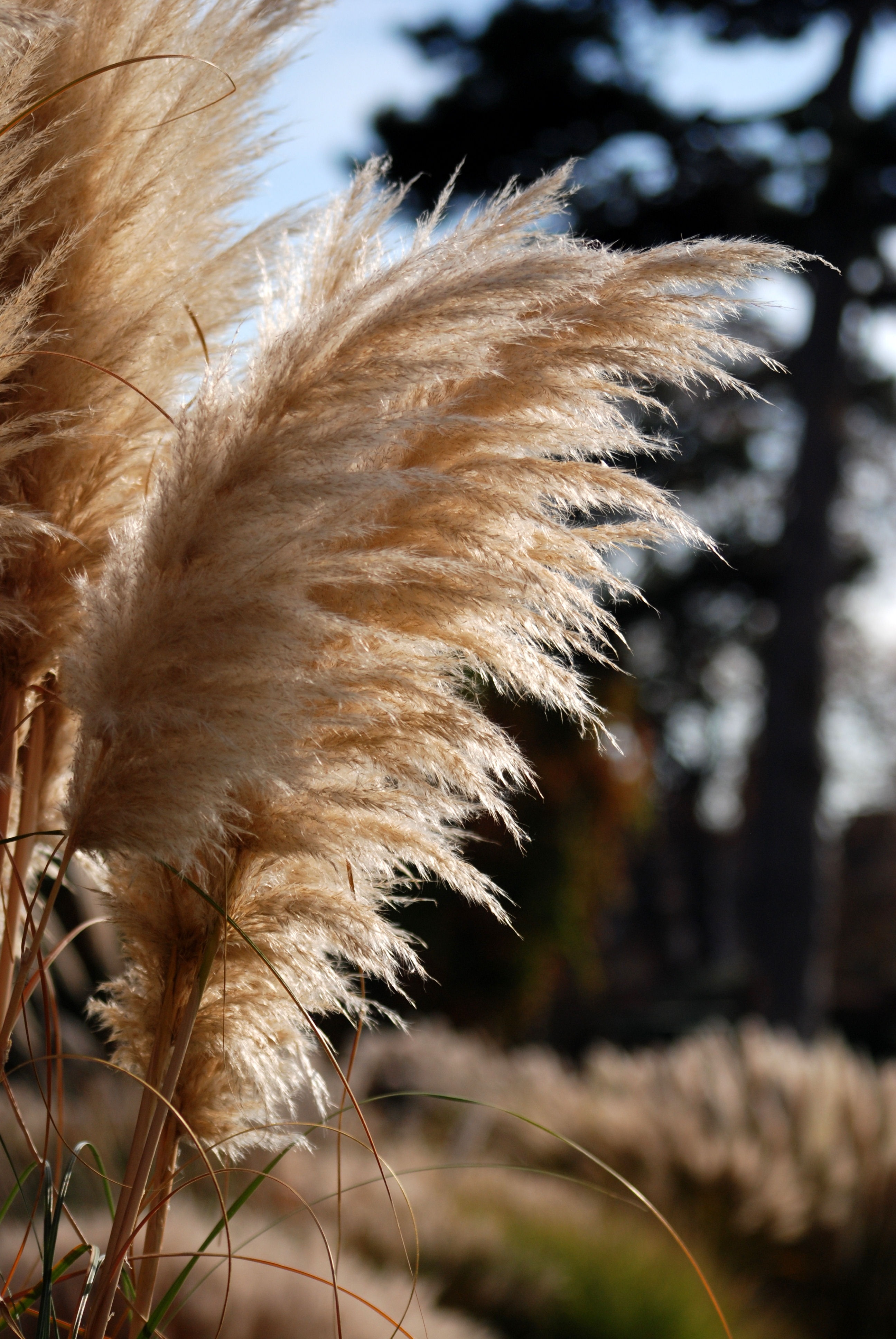 4K, fragility, softness, sunlight, close-up, nature, tall grass, flower, grass, ornamental grass, natural, day, hair, feathery, no people, flowering plant, Phone HD Wallpaper