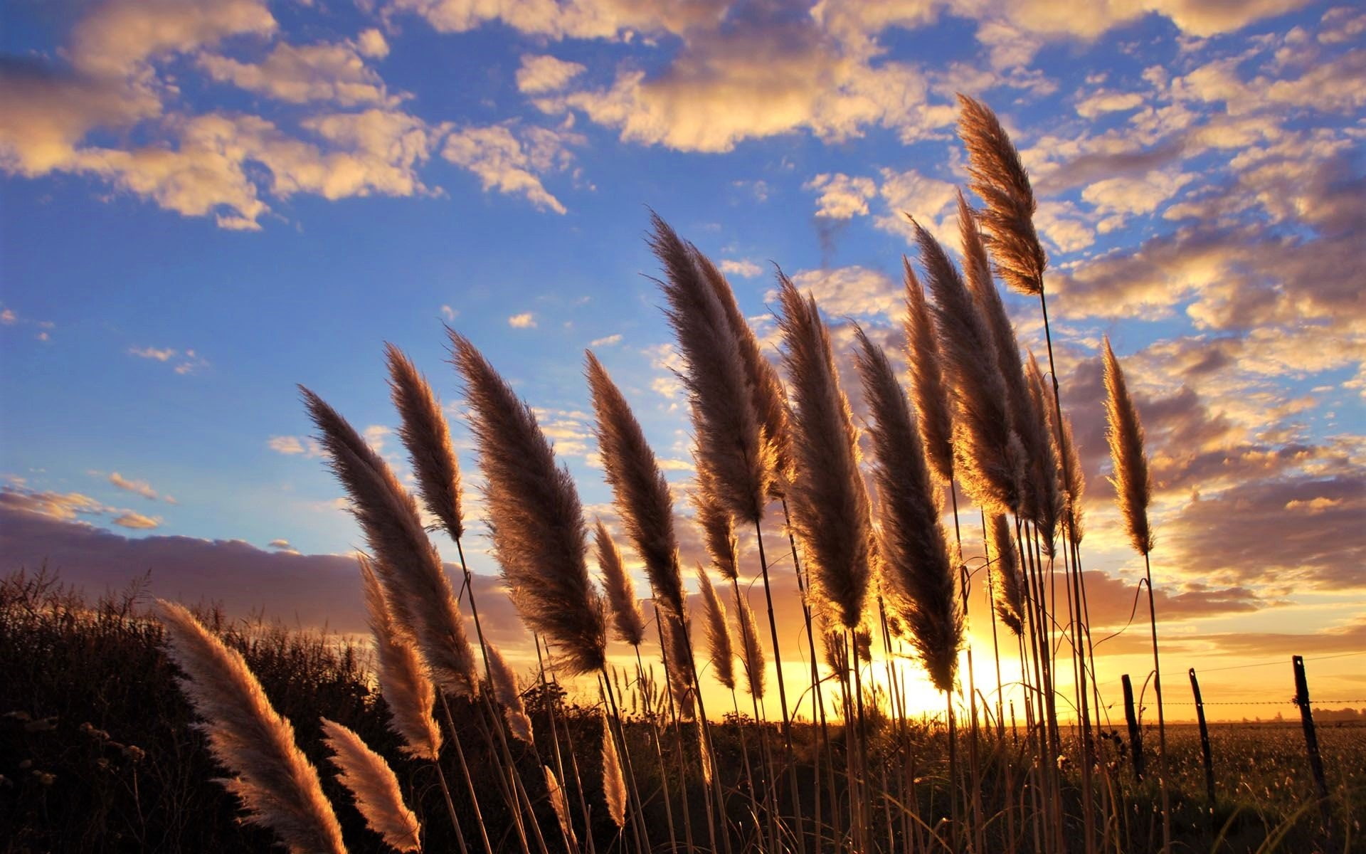 Sunset, Plant, 1080P, Earth, Pampas Grass, HD Wallpaper