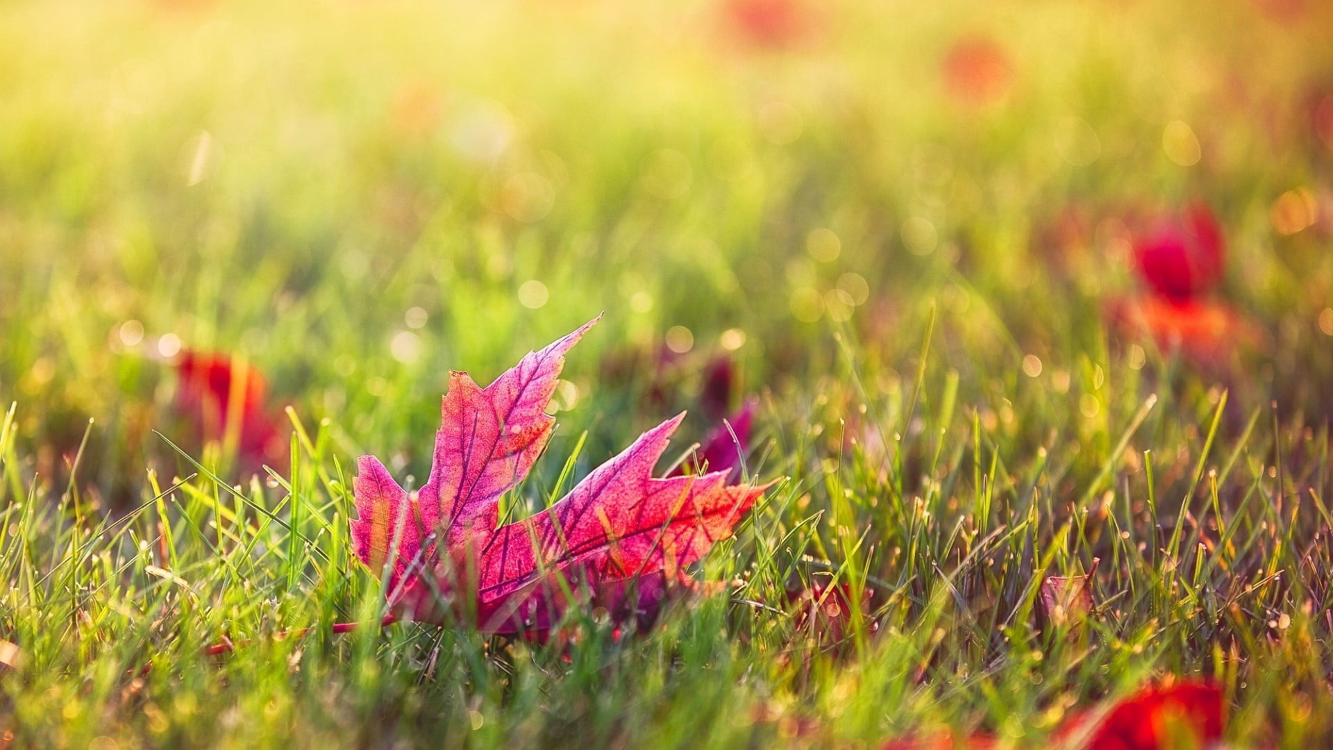 maple, field, autumn, summer, 1080P, park - Man Made Space, rural Scene, outdoors, flower Head, fragility, shallow, dew, photography, growth, HD Wallpaper