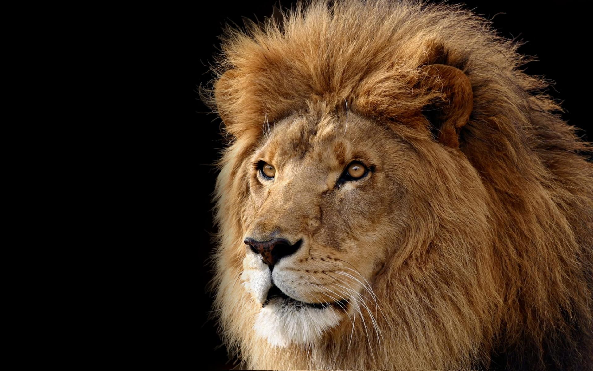 mane, king, ruler, animals, face, 1080P, lion, HD Wallpaper