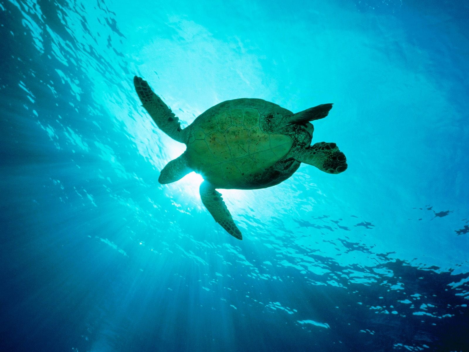720P, turquoise colored, animal wildlife, ocean, marine, school of fish, animal, blue, sea, turtle, nature, no people, low angle view, underwater, sea life, HD Wallpaper