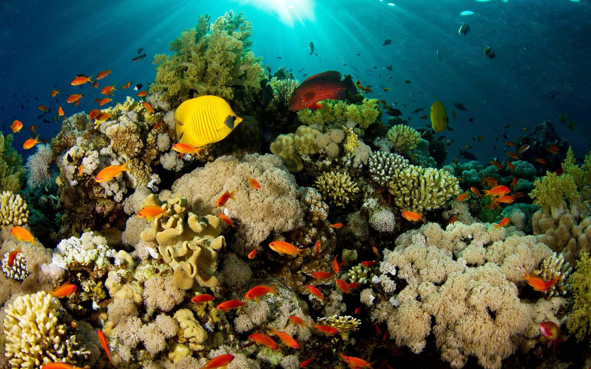 animals, reef, 1080P, sea, fish, coral, underwater, HD Wallpaper