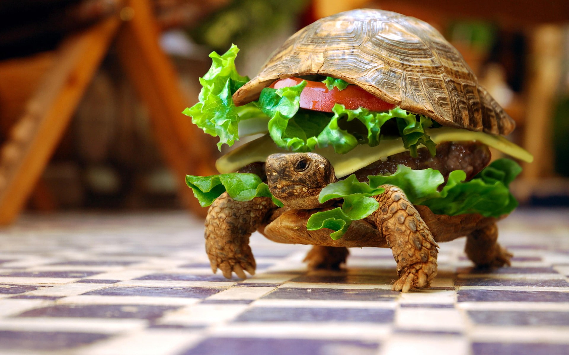 hamburgers, burger, animals, lettuce, burgers, turtle, checkered, photo manipulation, sandwiches, summer, 1080P, Photoshop, depth of field, HD Wallpaper
