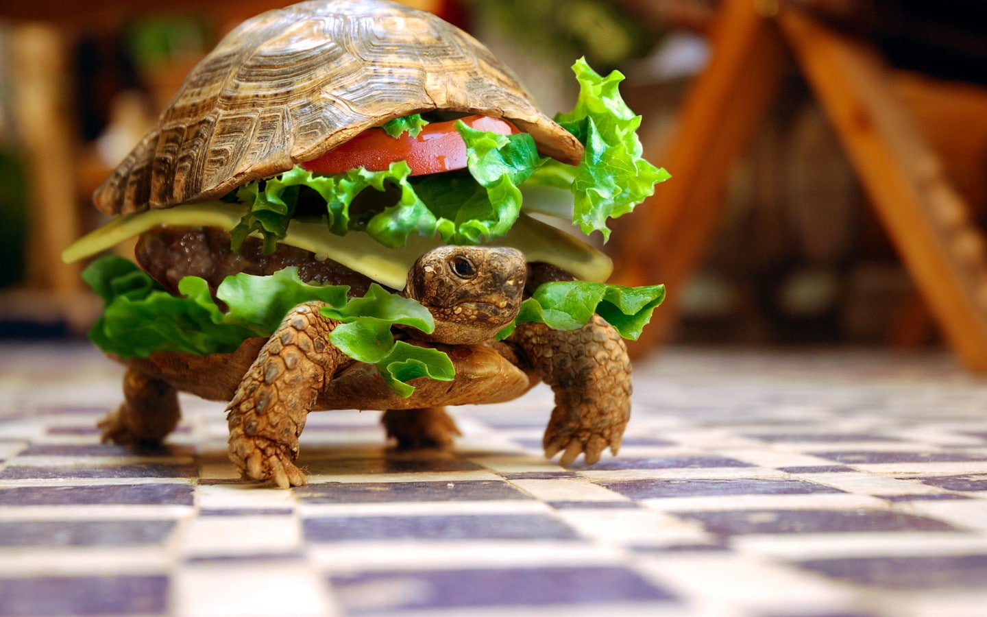 burgers, lettuce, photo manipulation, hamburgers, burger, turtle, depth of field, checkered, Photoshop, animals, 720P, sandwiches, summer, HD Wallpaper