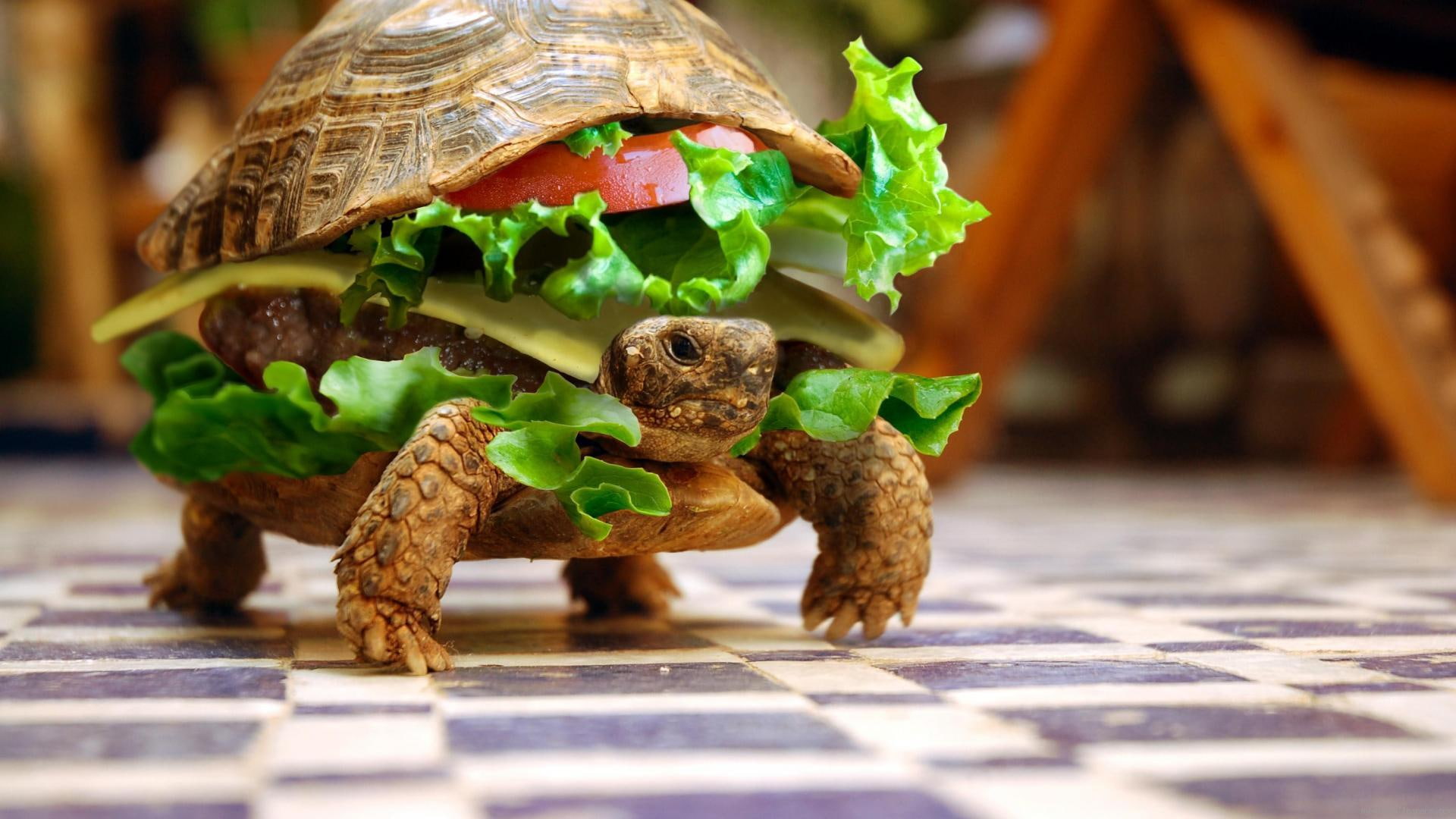 1080P, turtle, burger, fun, hambuger, funny, animal, HD Wallpaper