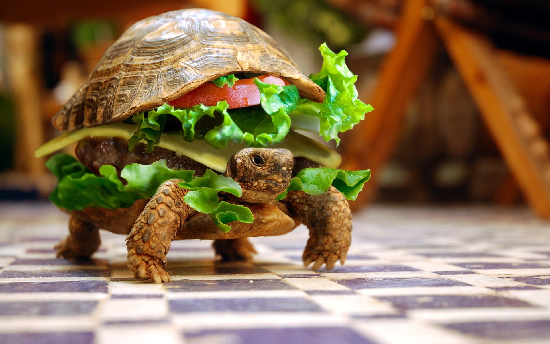 Checkered, turtle, 1080P, Depth Of Field, summer, burger, Lettuce, animals, Sandwiches, Hamburgers, Photo Manipulation, HD Wallpaper