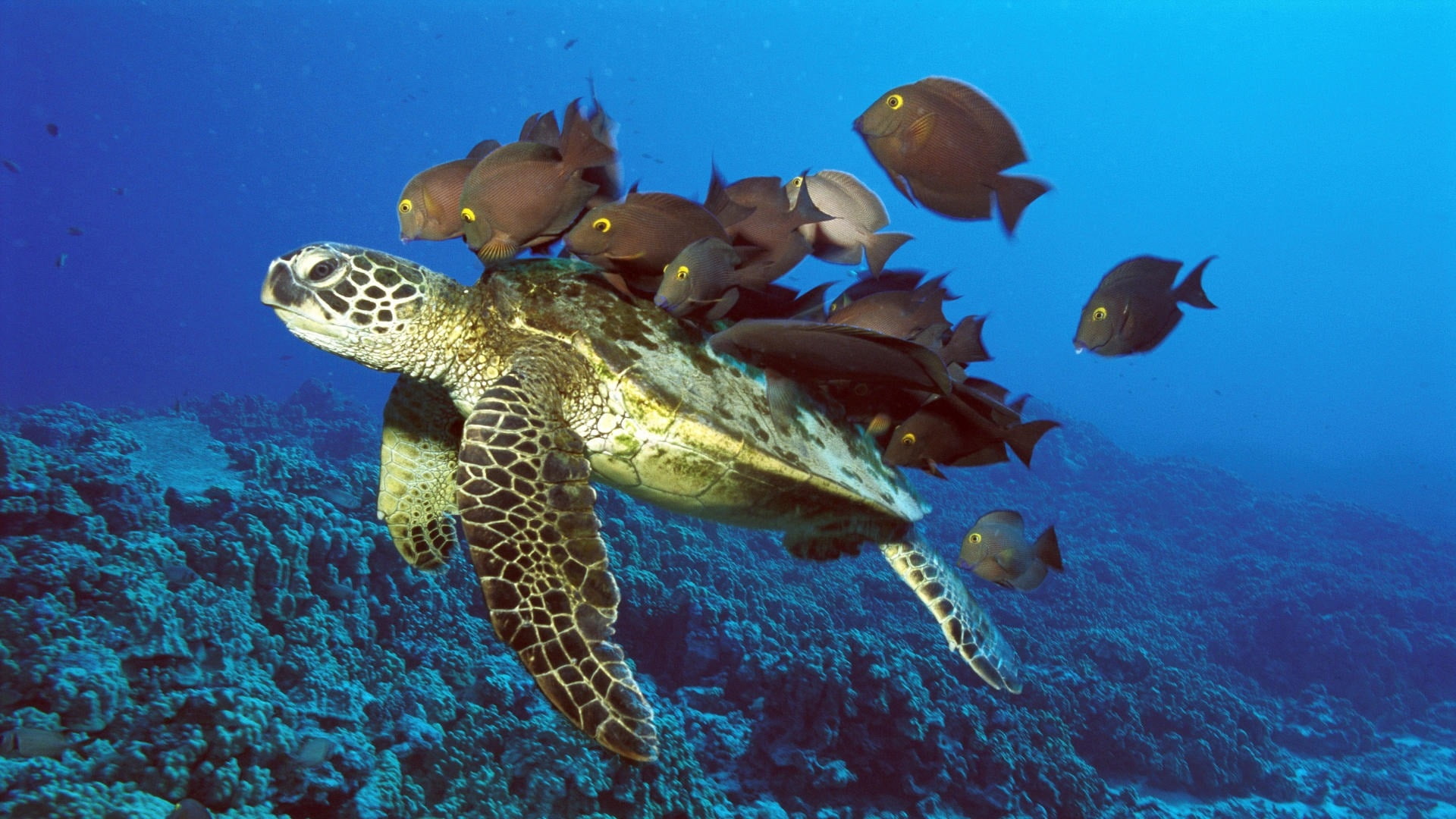 animal, sea Turtle, animals In The Wild, vertebrate, underwater, sea Life, scuba Diving, underwater Diving, tropical Climate, nature, water, marine, coral, HD Wallpaper