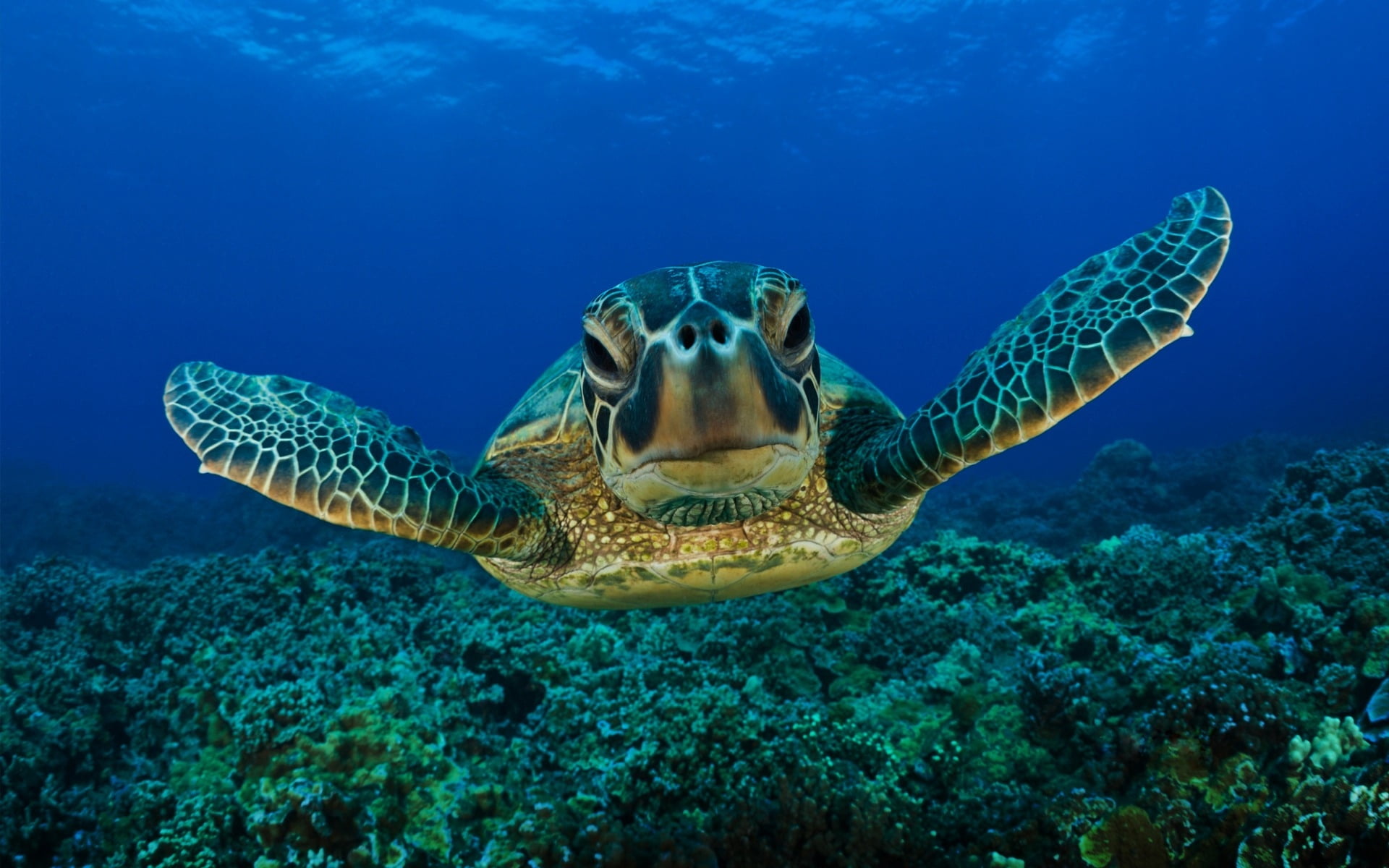 wildlife, one animal, sea Turtle, coral, shell, animal themes, reptile, nature, vertebrate, water, marine, swimming Animal, animal, sea Life, no people, HD Wallpaper