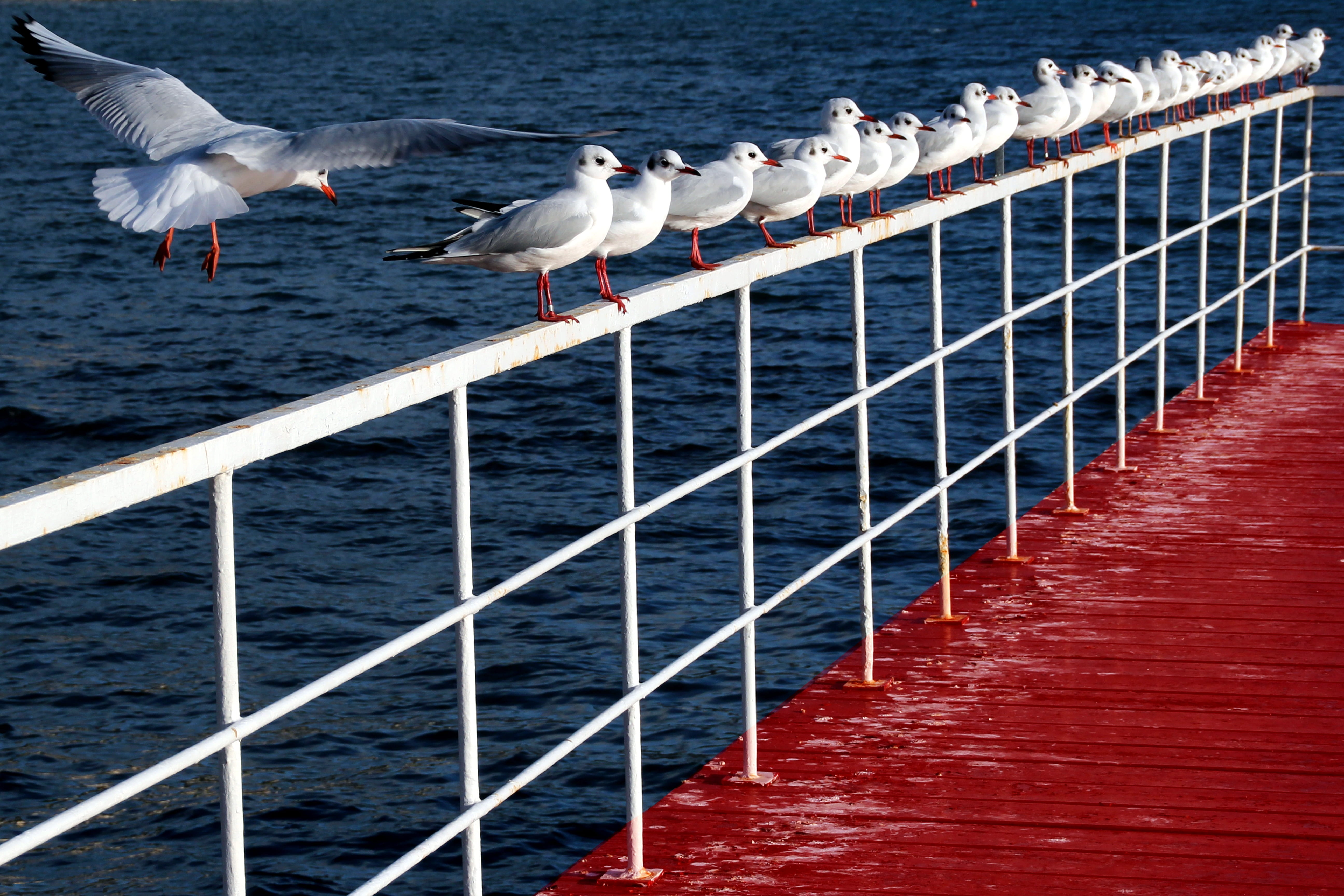 nautical vessel, blue, level design, nature, outdoors, animal themes, painting, animal, pixel art, game design, 5K, animal wildlife, water, day, seagull, HD Wallpaper
