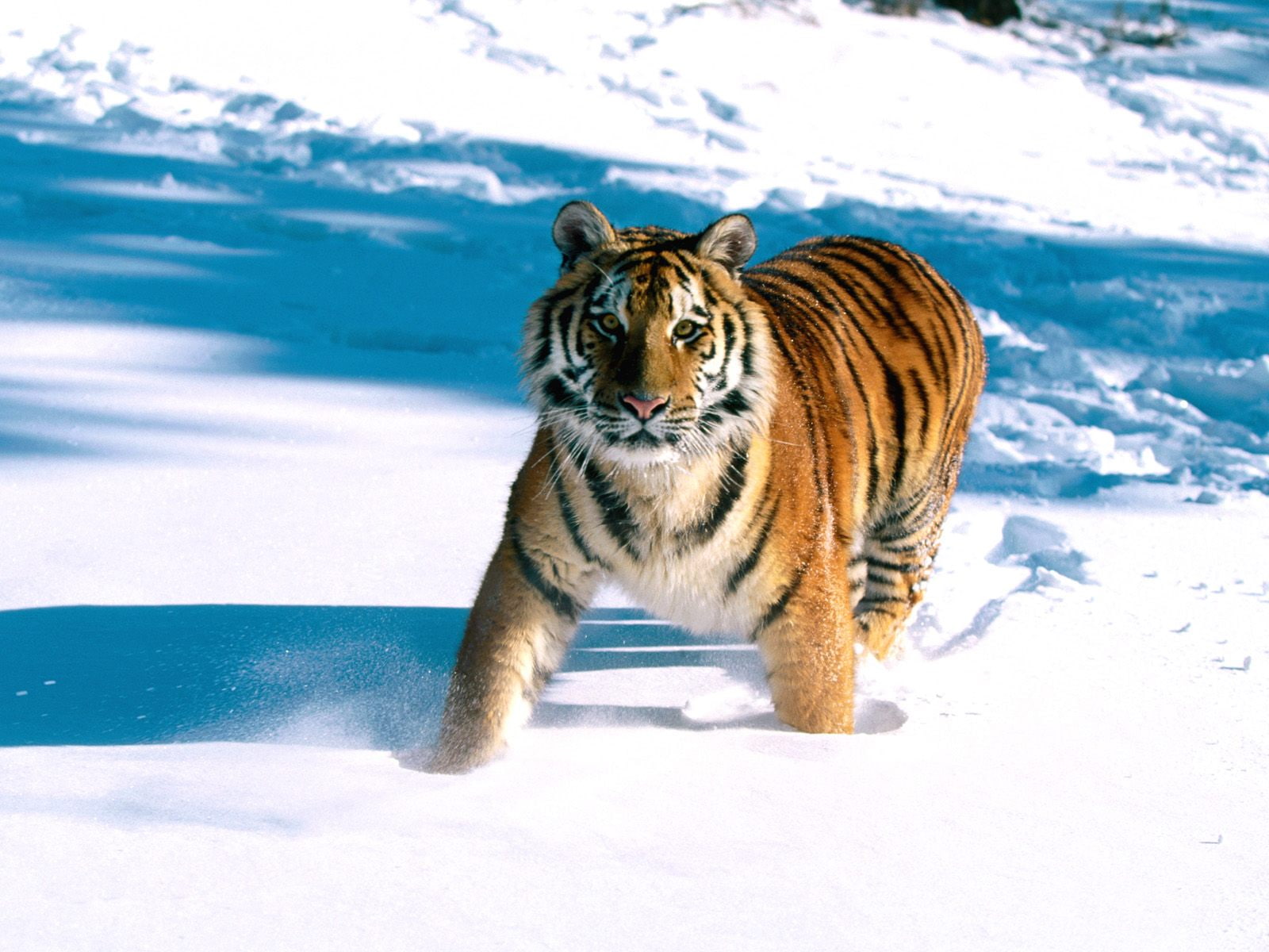siberian, tiger, grace, 720P, majestic, HD Wallpaper