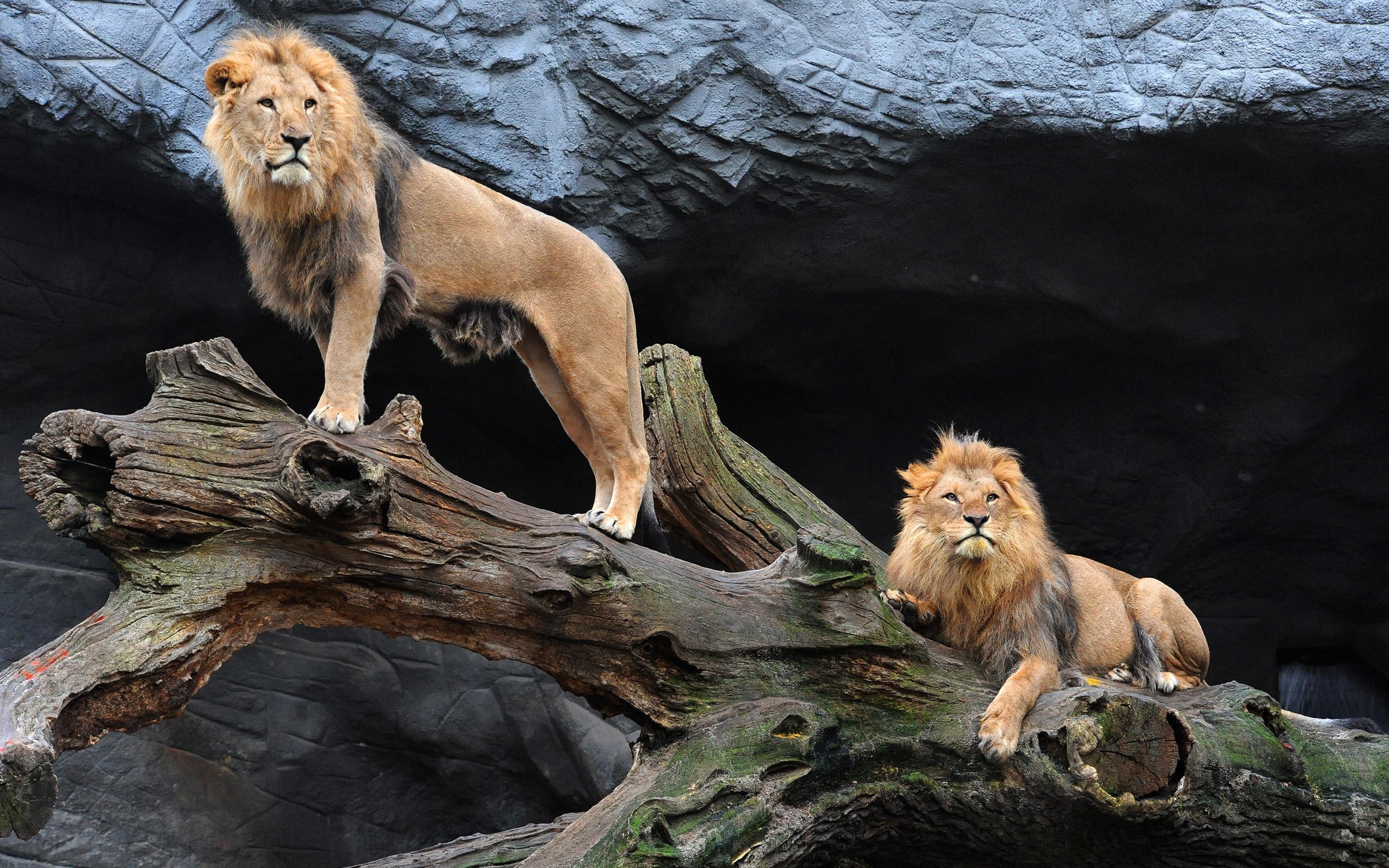 pair, lions, majestic, 2K, wildlife, cats, animals, HD Wallpaper