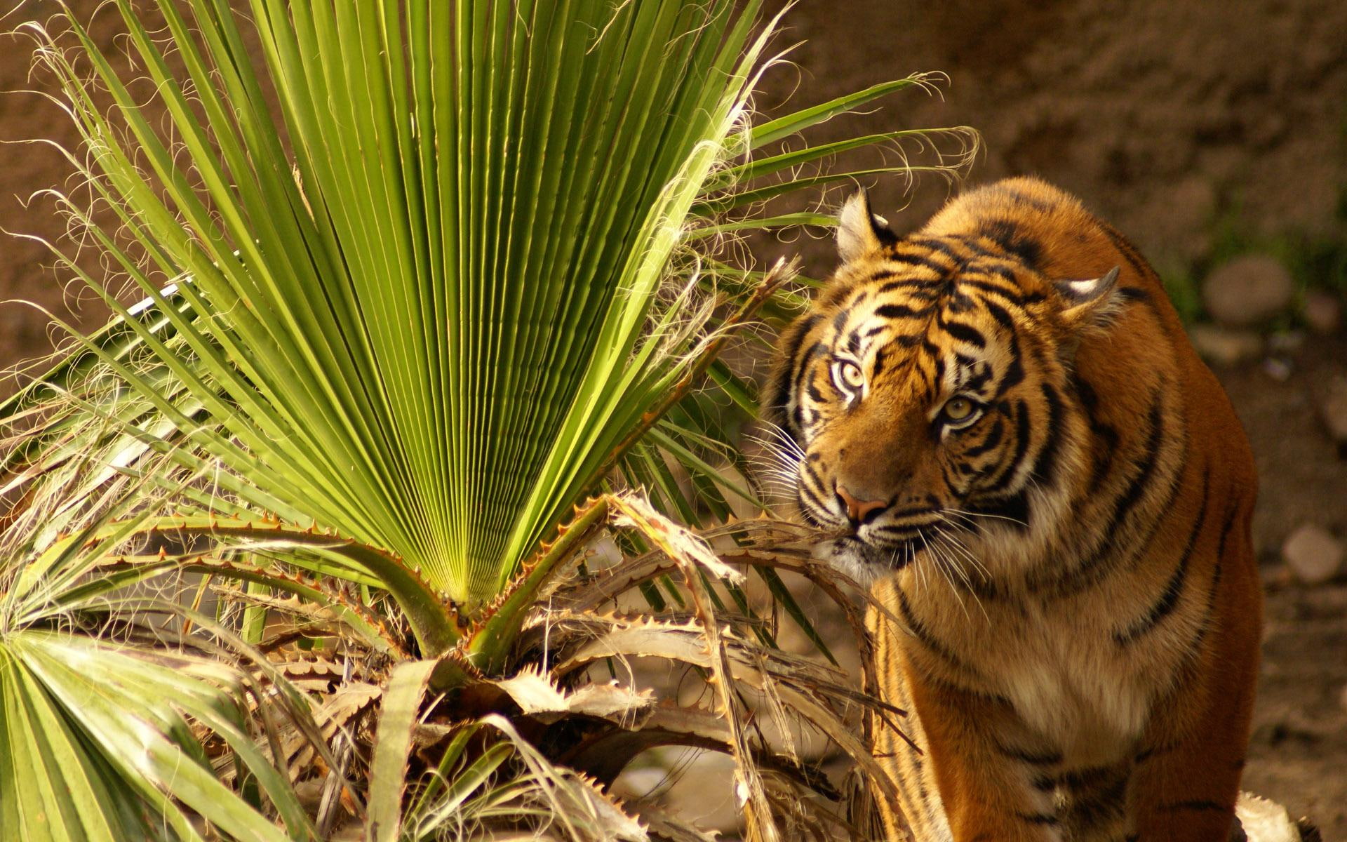 majestic, animals, palm, 1080P, tiger, frond, beautiful, HD Wallpaper