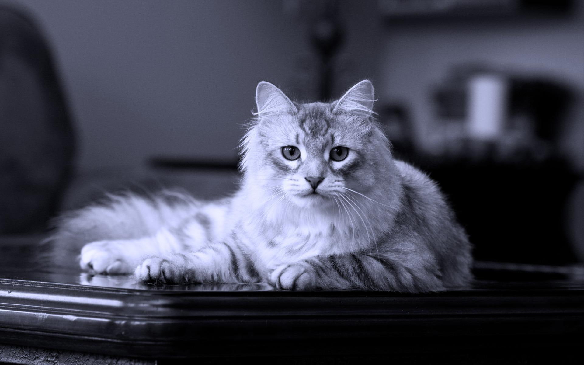 white, feline, table, animal, animals, majestic, 1080P, HD Wallpaper