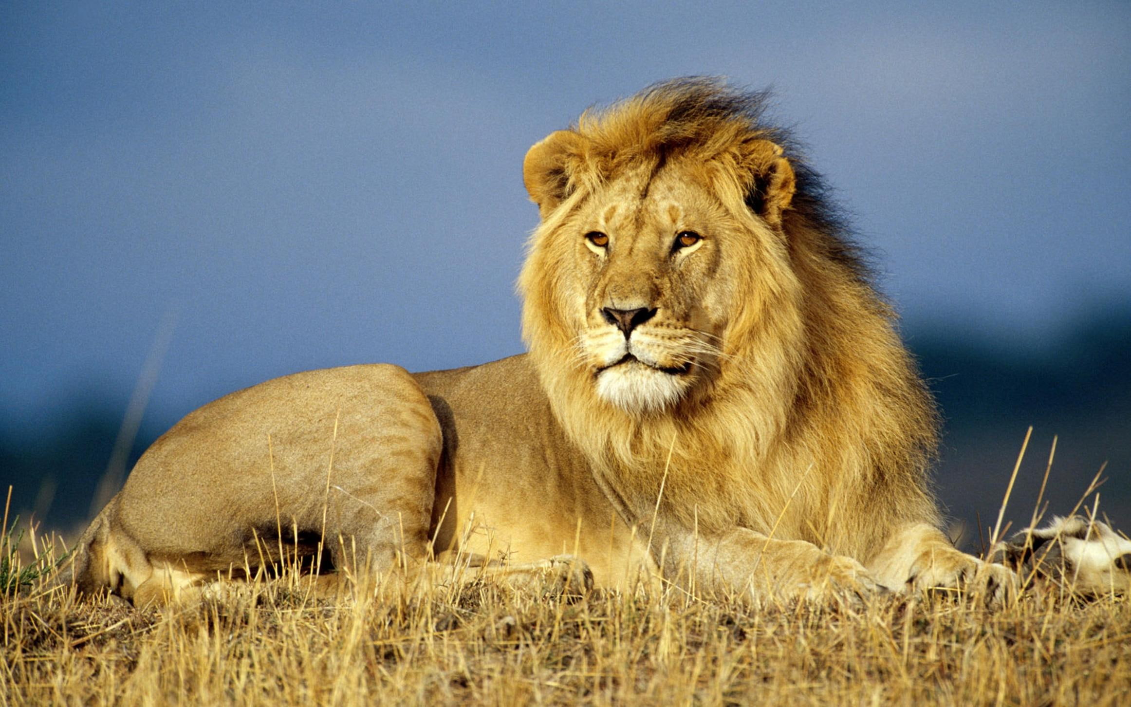 majestic, animals, lion, cats, felines, wild, king, big cat, 1080P, HD Wallpaper