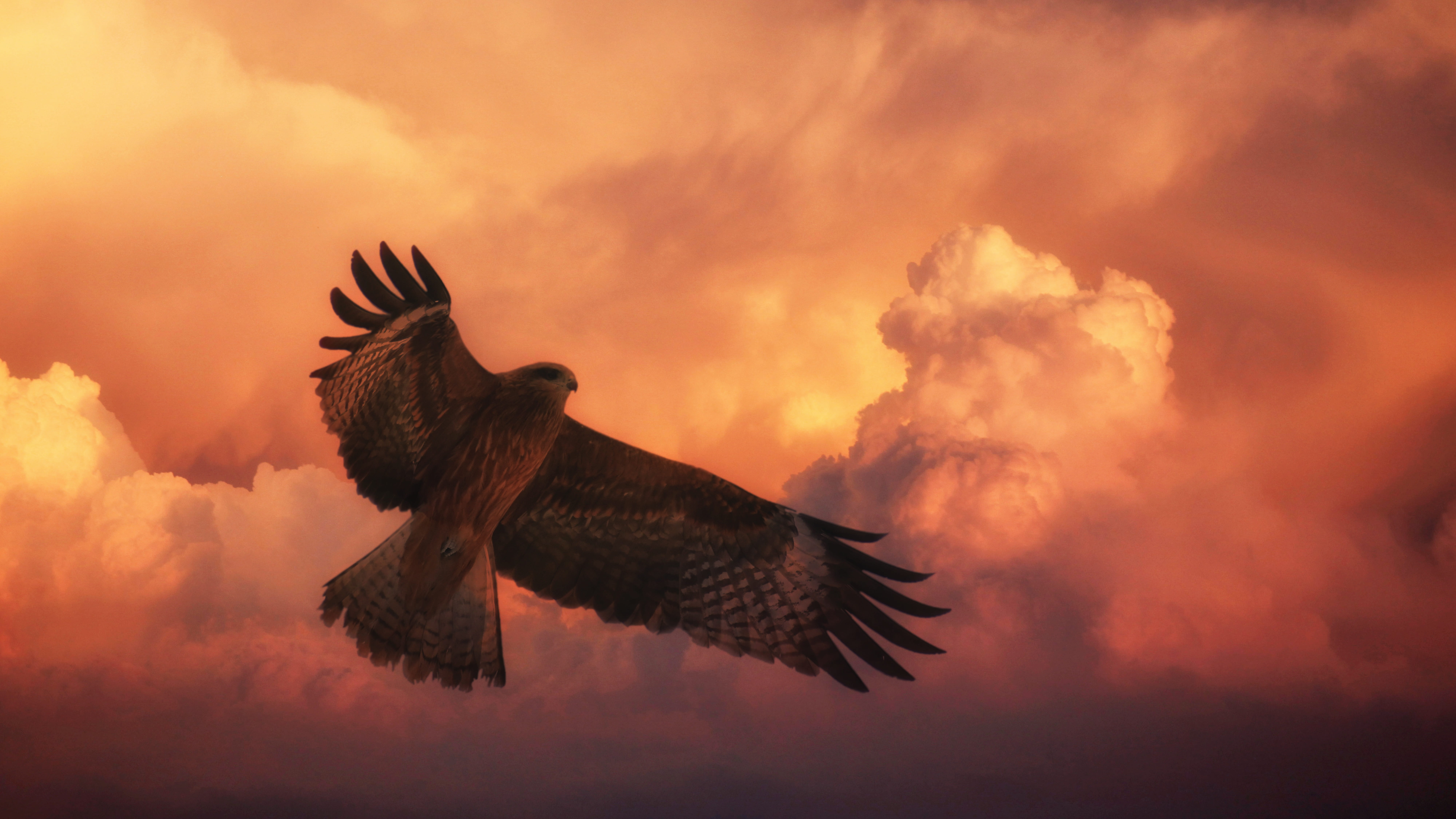 animal wildlife, one animal, motion, big hawk, bird of prey, photo, cloud - sky, flying, spread wings, sunset, vertebrate, dawn, animal body part, sky, HD Wallpaper
