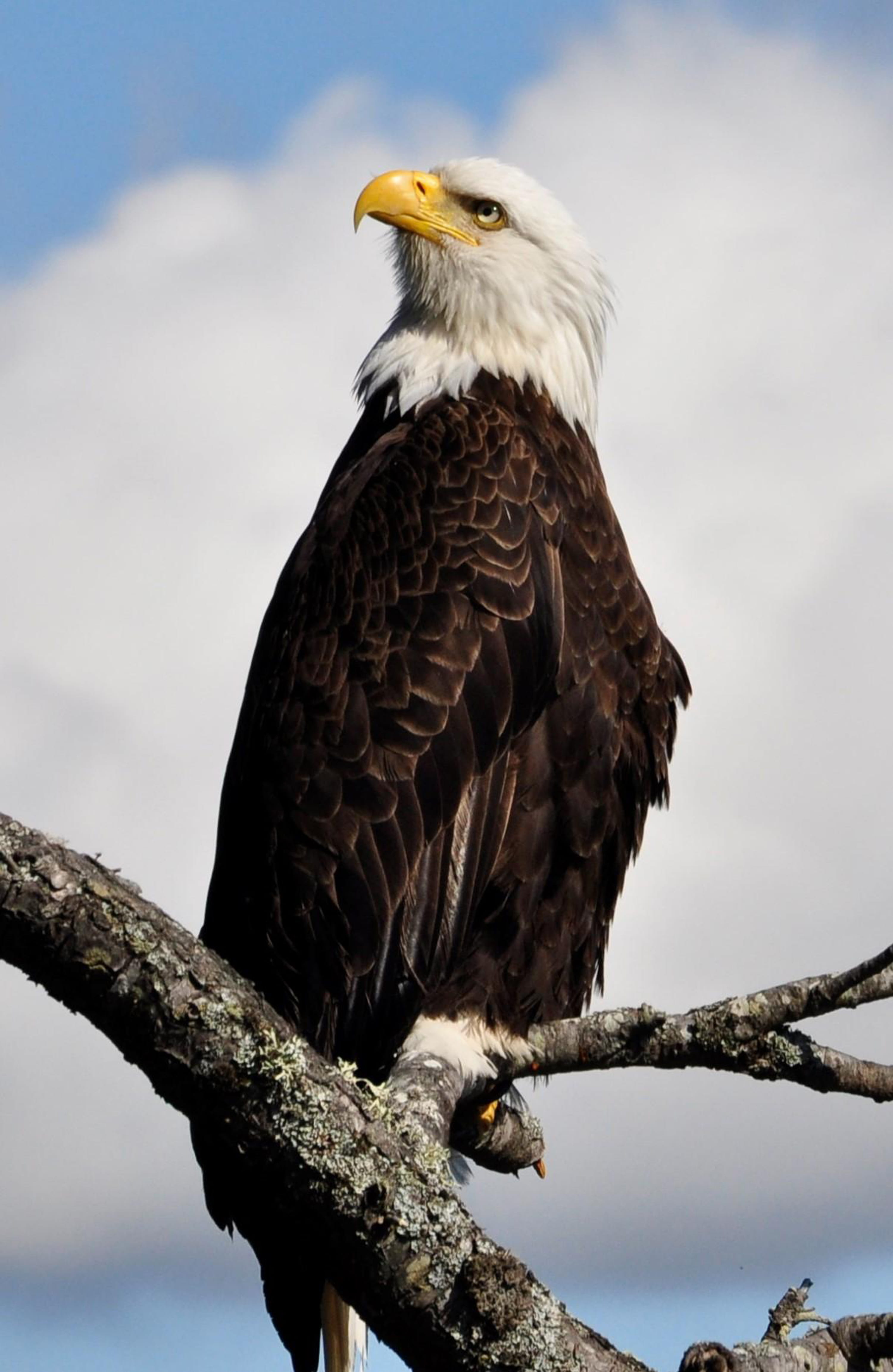 bird, standing, nature, eagle, white, vertebrate, perched, animals in the wild, brown, outdoors, gray, american bald eagle, one animal, eagle - bird, 4K, Phone HD Wallpaper