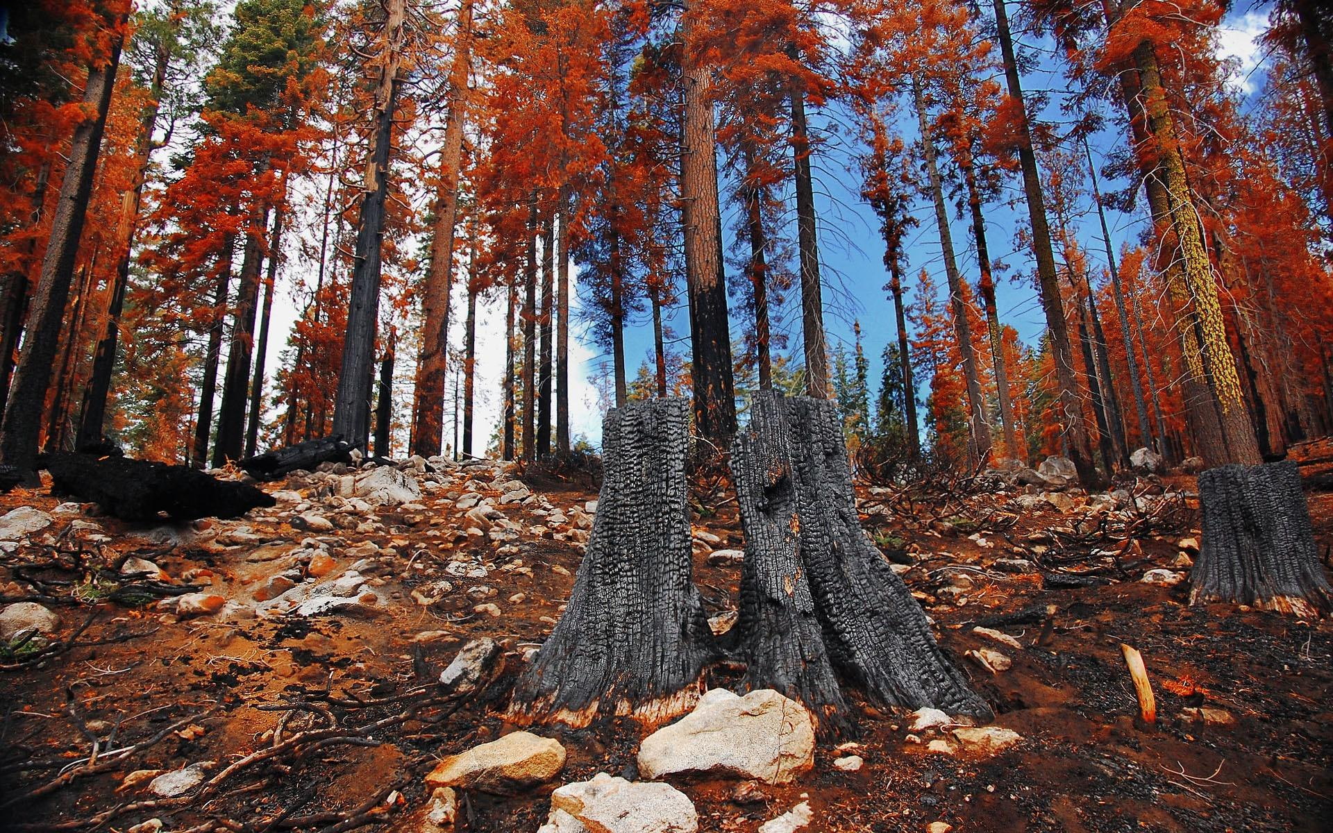 burned, majestic, trees, forest, 1080P, nature and landscapes, autumn, fire, forests, HD Wallpaper