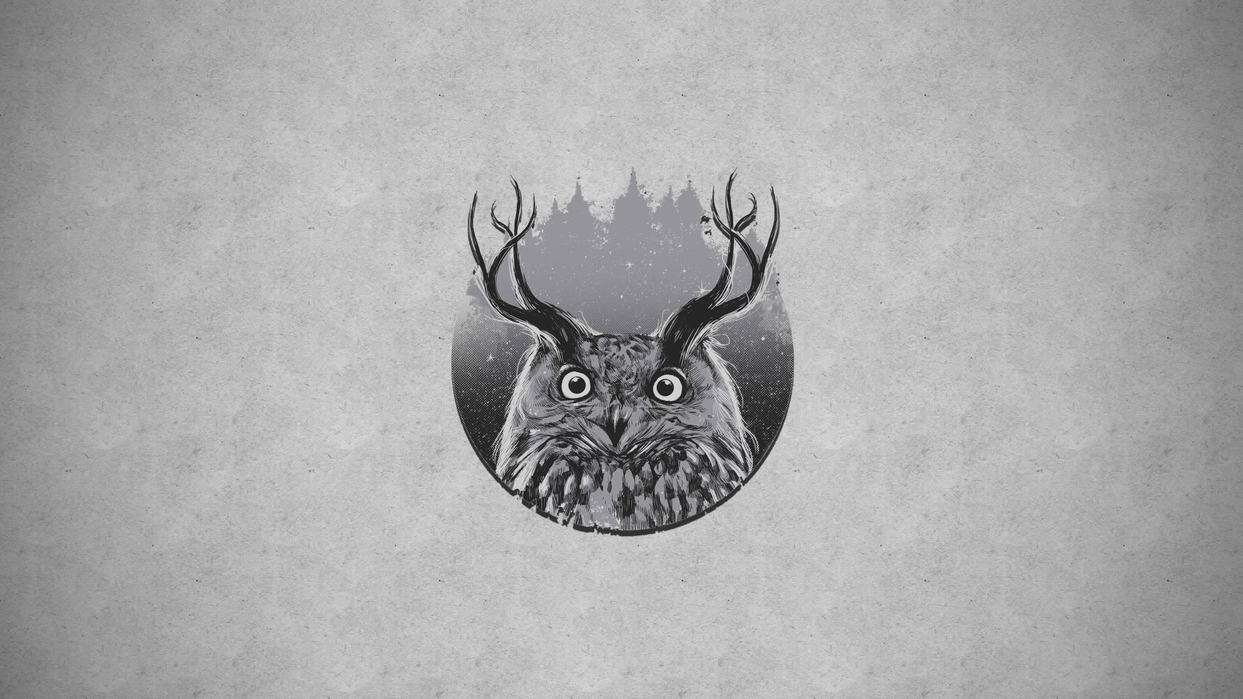 photo, antlers, 2K, illustration, 2560x1440, artistic, antler, greyscale, owl, bird, HD Wallpaper