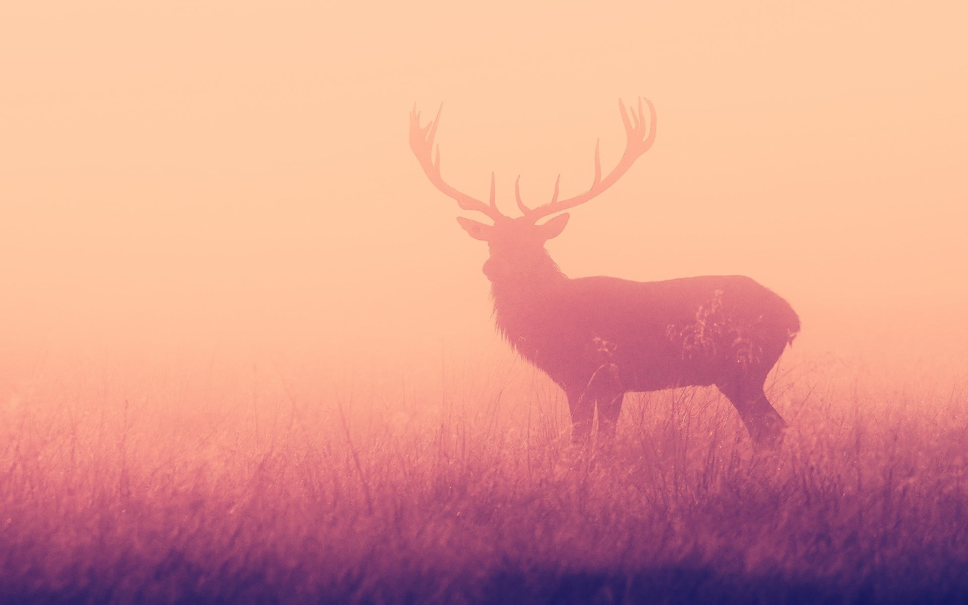 yellow, animal themes, animal wildlife, 1080P, beauty in nature, colorful, one animal, land, silhouette, antlers, animals in the wild, field, herbivorous, HD Wallpaper