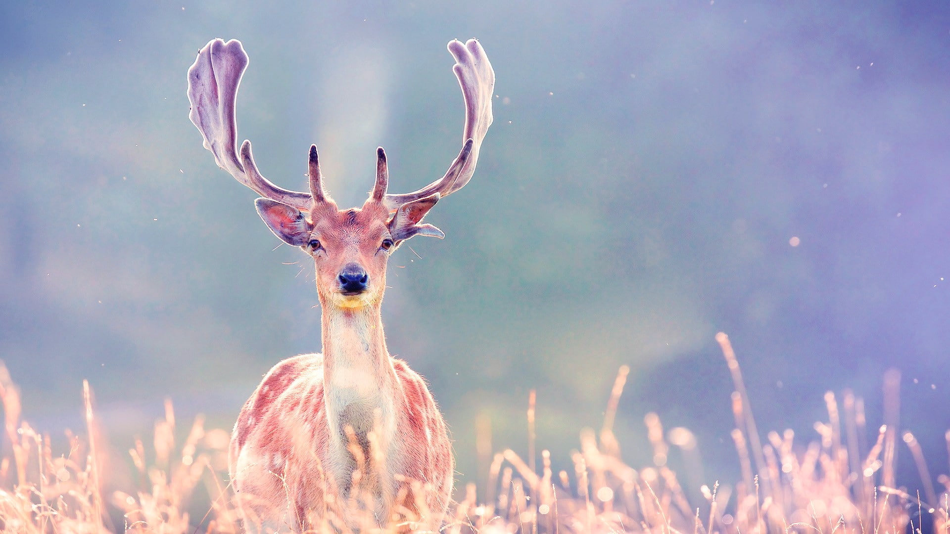 deer, photograph, Nature, light, antlers, 1080P, grass, HD Wallpaper
