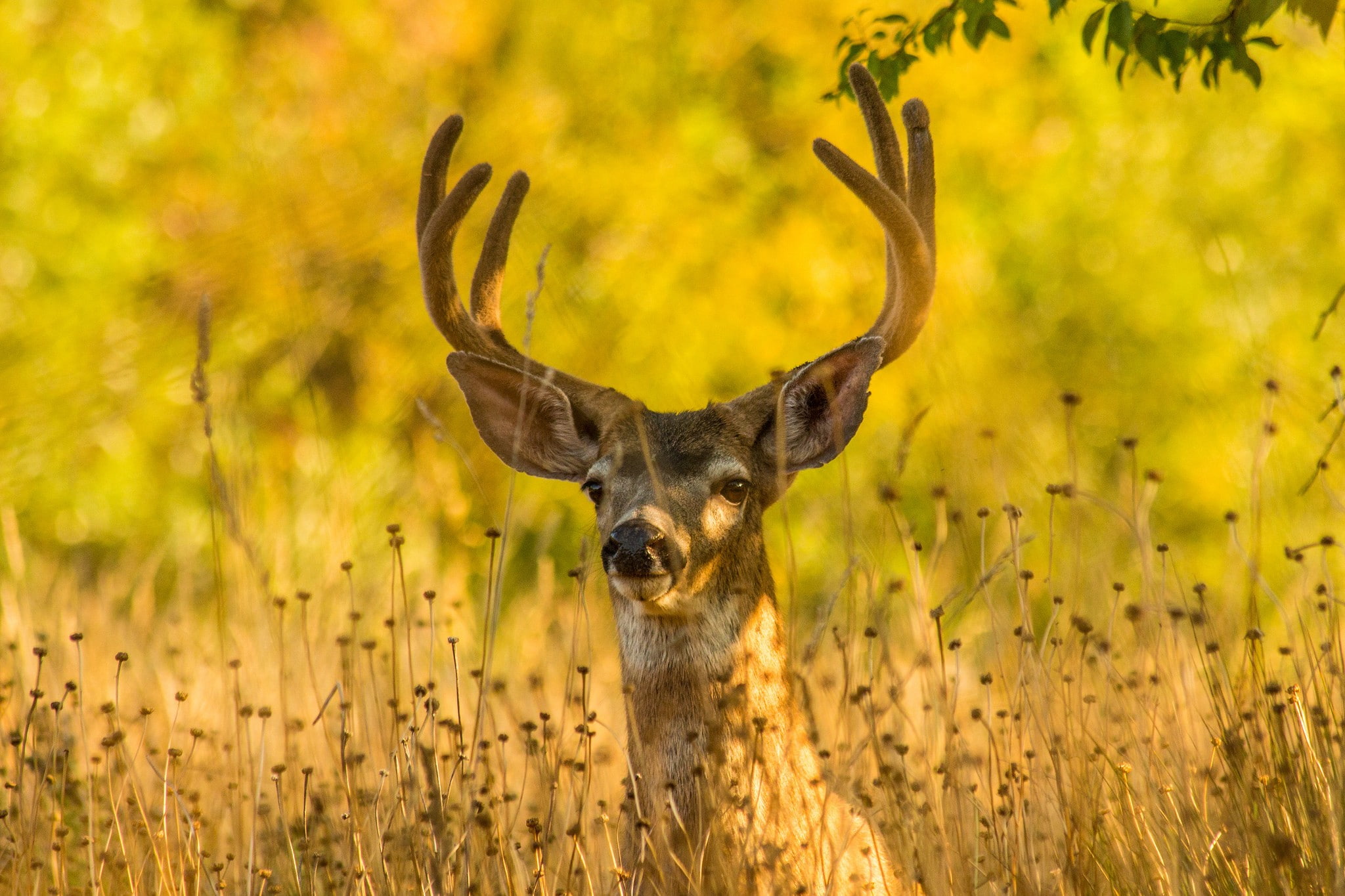 grass, nature, moose, autumn, 1080P, antlers, field, deer, brown, HD Wallpaper