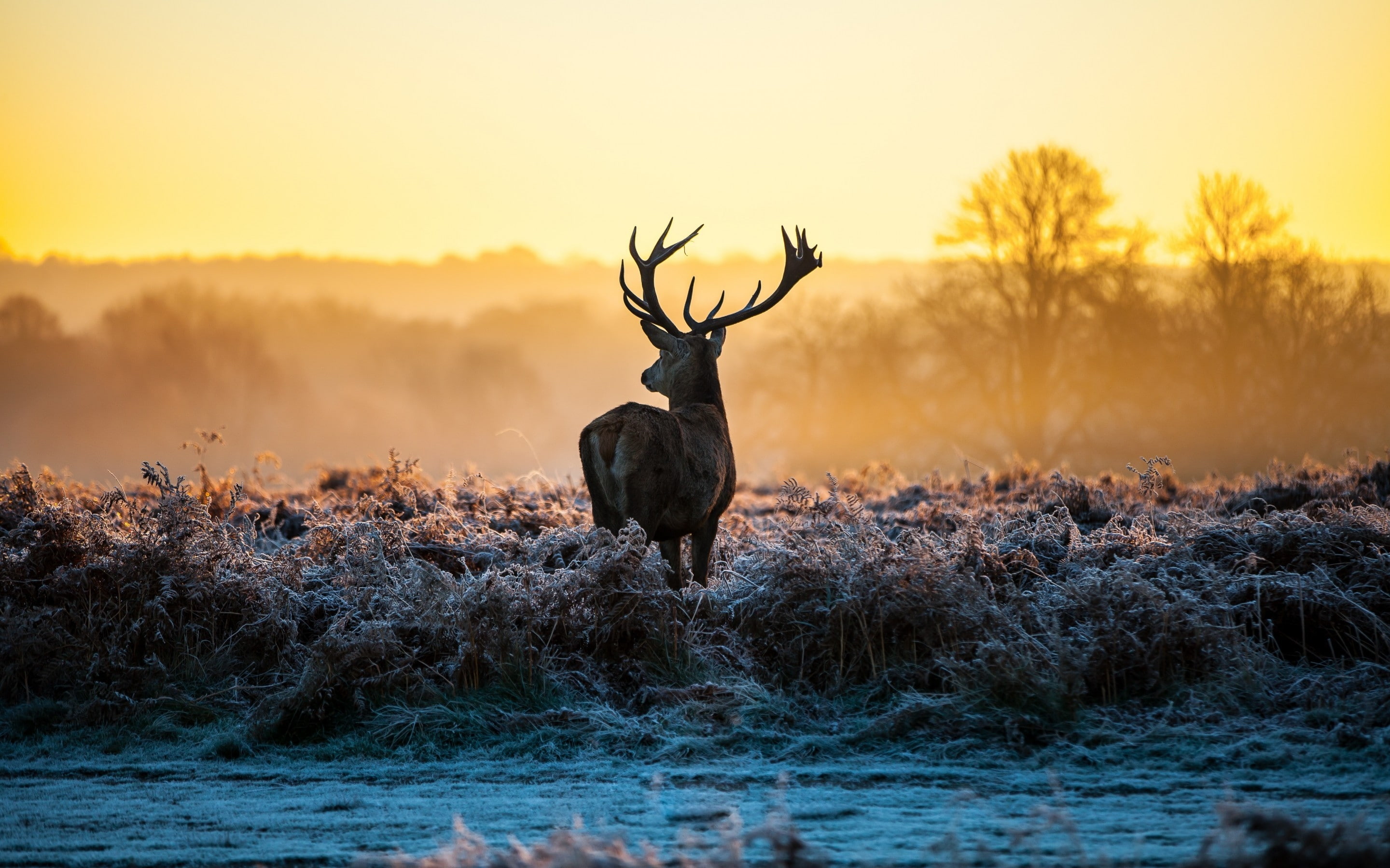 dawn, brown, grass, hdr, reindeer, deer, beige, frost, 2K, HD Wallpaper